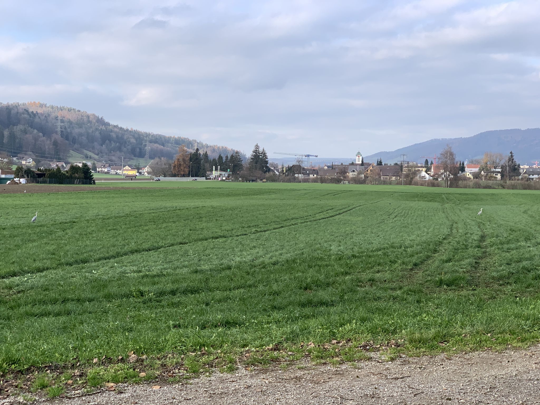 Reiher auf dem Feld ...