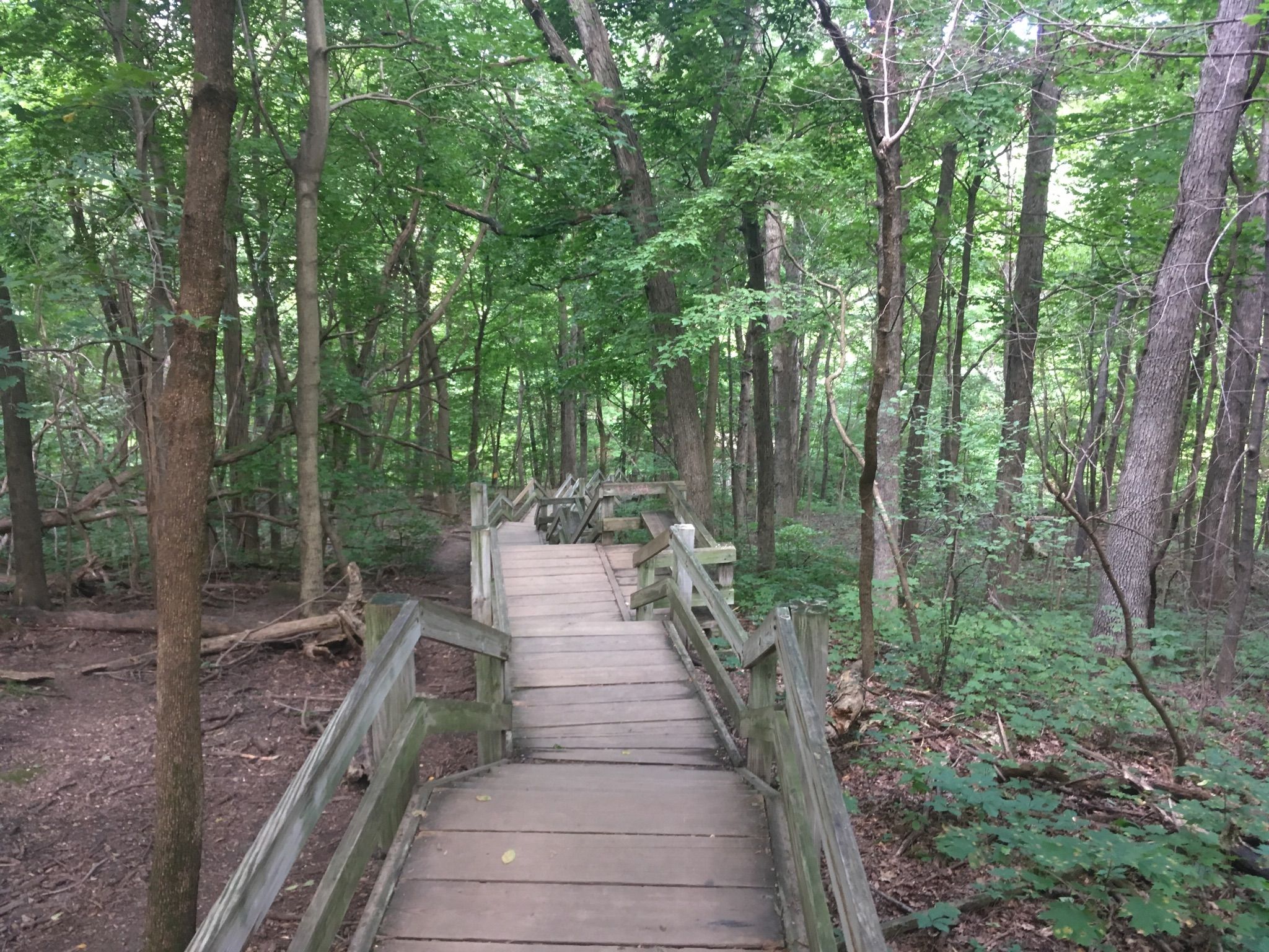 A wooden boardwalk and stairs wind through a dense, green forest on an overcast day. - Cascade Falls loop from Matthiessen State Park