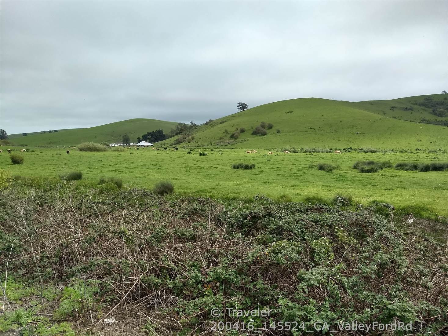 Rolling green hills and fields under an overcast sky. - Valley Ford & Middle Marsh loop