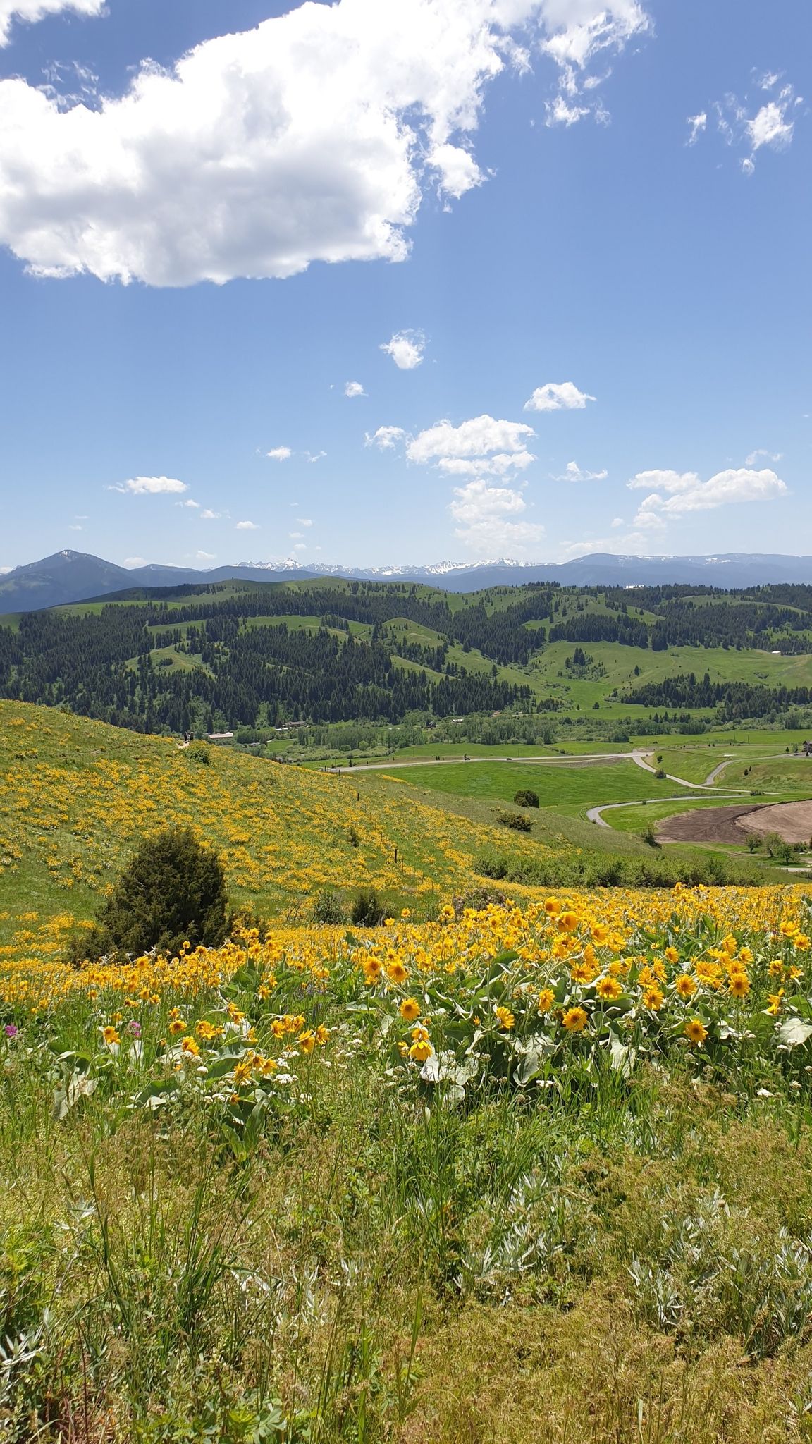 Vibrant yellow wildflowers cover a green hillside under a bright blue sky. - College M and Bridger Foothills Trail