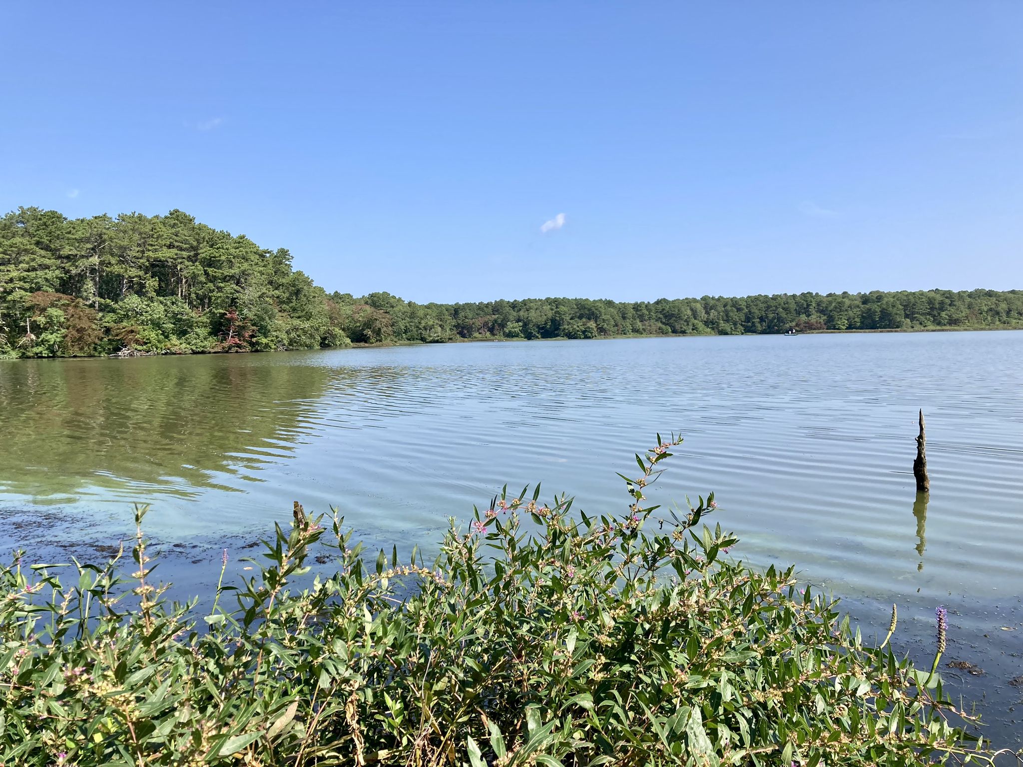 Calm lake with forested shore under a bright blue sky. - West Reservoir