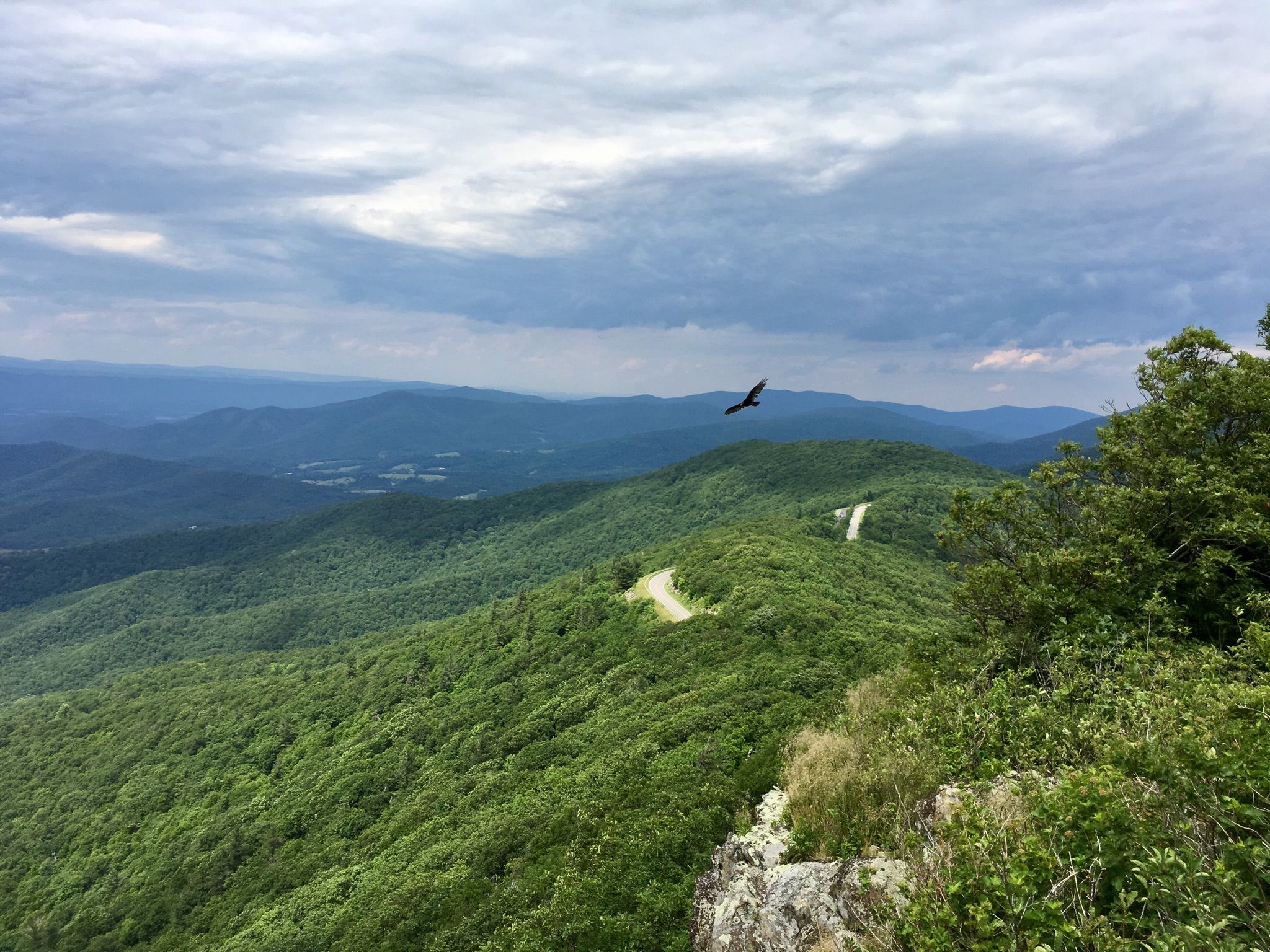 Bird soaring over lush green mountains with a winding road below. - Passamaquoddy Trail