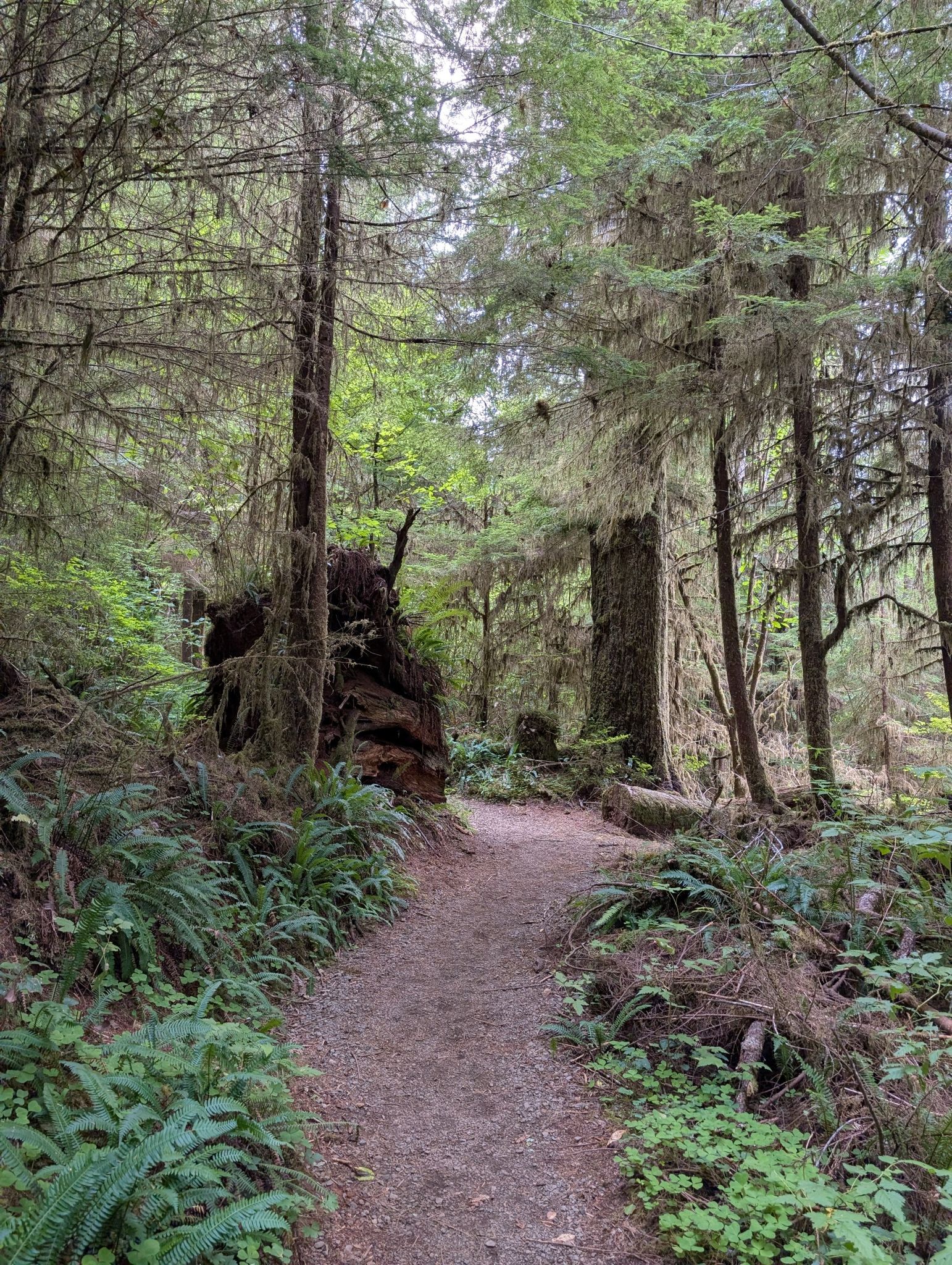 A winding dirt path through a lush, mossy forest with large tree roots. - Lake Quinault loop from Quinault
