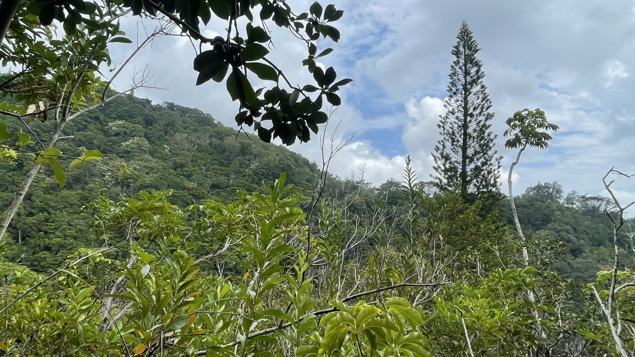 Lush green forest and distant hills under a partly cloudy sky. - Makiki Valley Loop Trail
