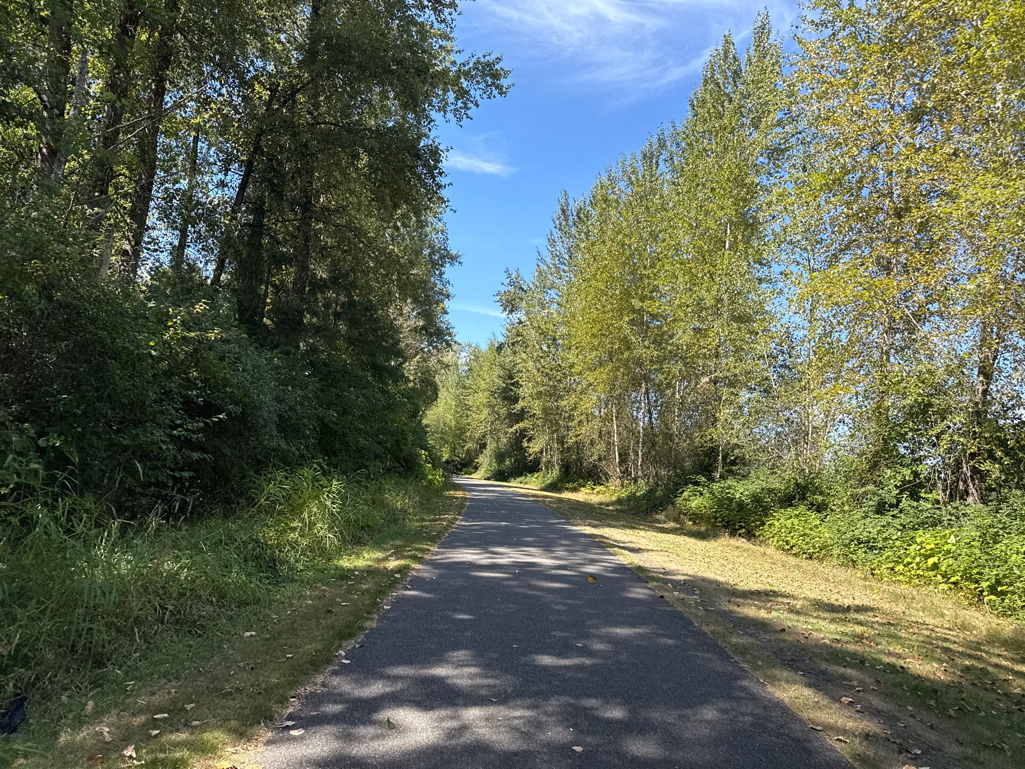 A paved path winds through a lush green forest on a sunny day. - Centennial Trail and Lake Stevens Loop