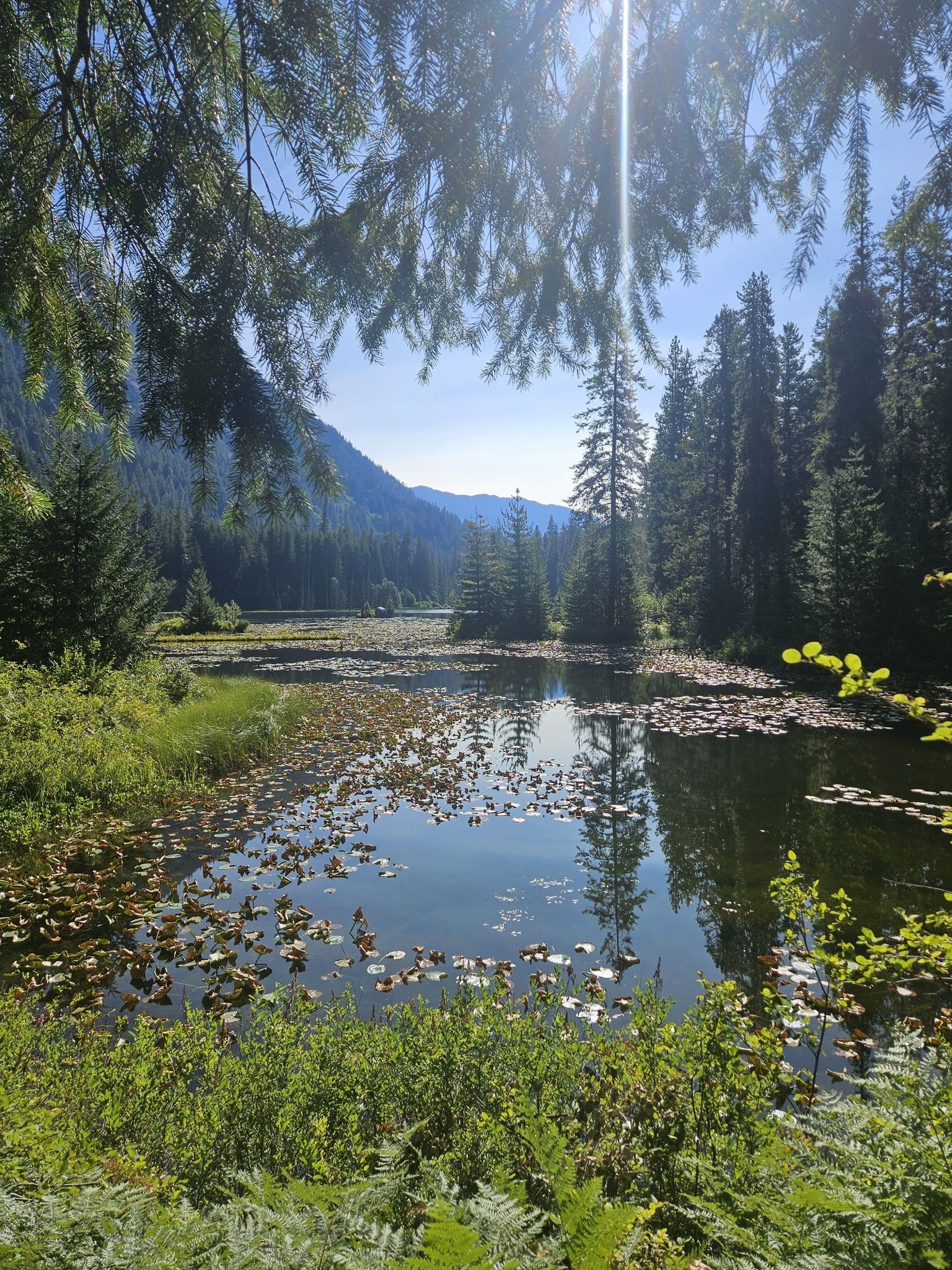 A sunlit pond filled with lily pads, surrounded by lush green forest. - Agnes Gorge Trail