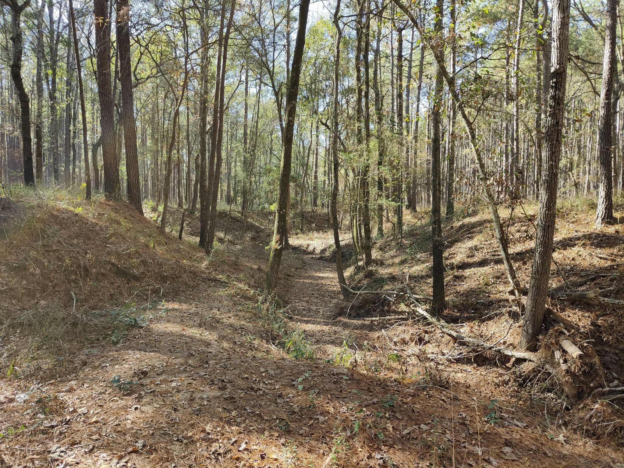Sunlit forest with a deep, dry gully winding through tall trees. - Little Lake Creek Loop Trail