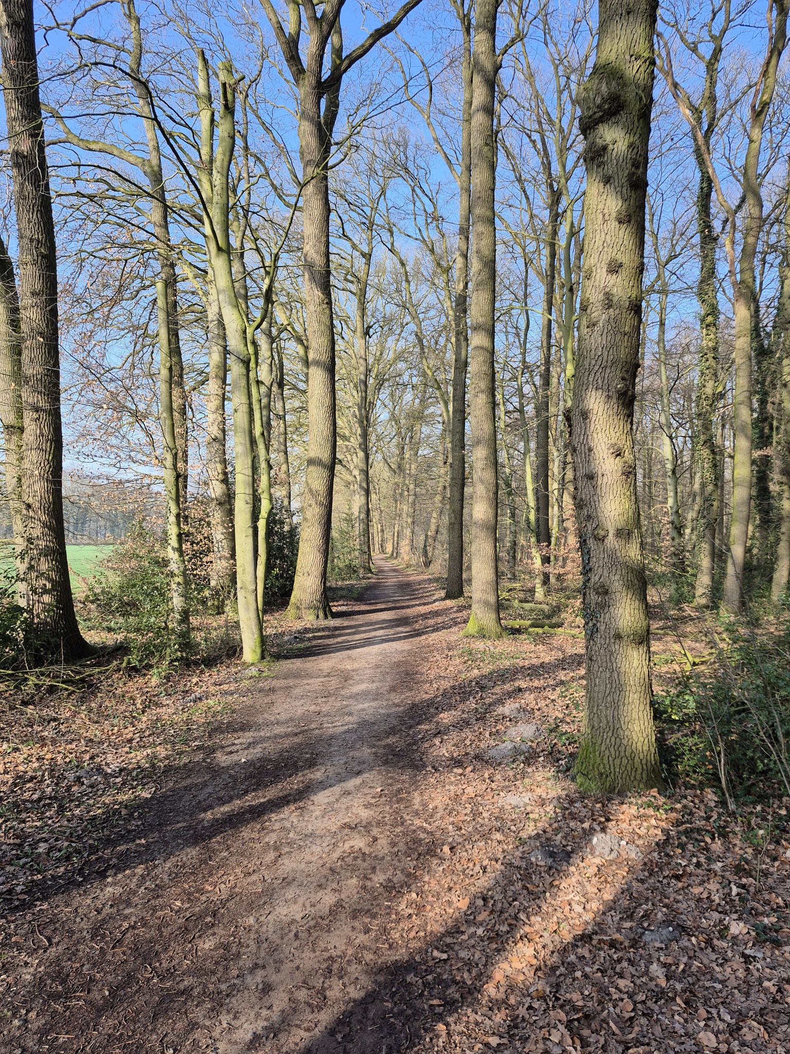 Dinklager Burgwald 🌳🌲