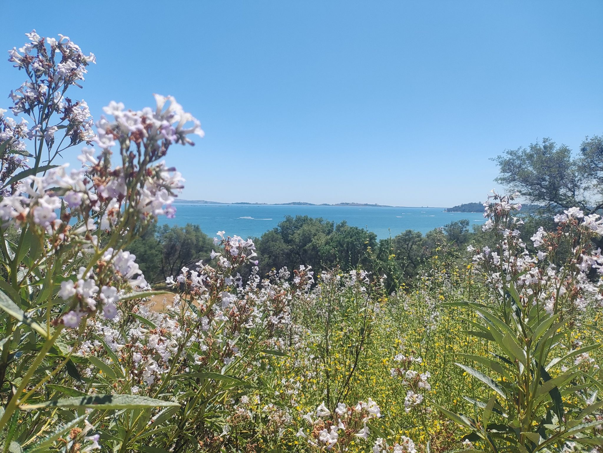 White wildflowers in the foreground with a blue lake and green trees. - Granite Bay loop from Folsom Lake State Recreation Area