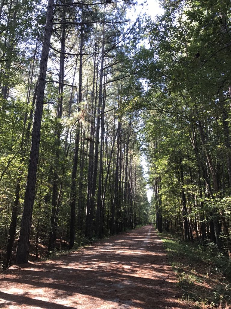 Sunlit dirt path through a tall pine forest with dappled shadows. - American Tobacco Trail – American Tobacco Trail loop from American Tobacco Trail Wimberly Access
