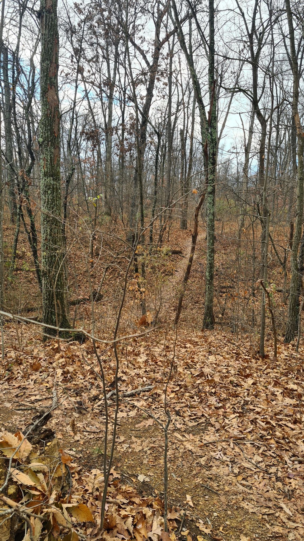 Overcast view of a forest path covered in brown leaves, bare trees. - Union Trail Loop
