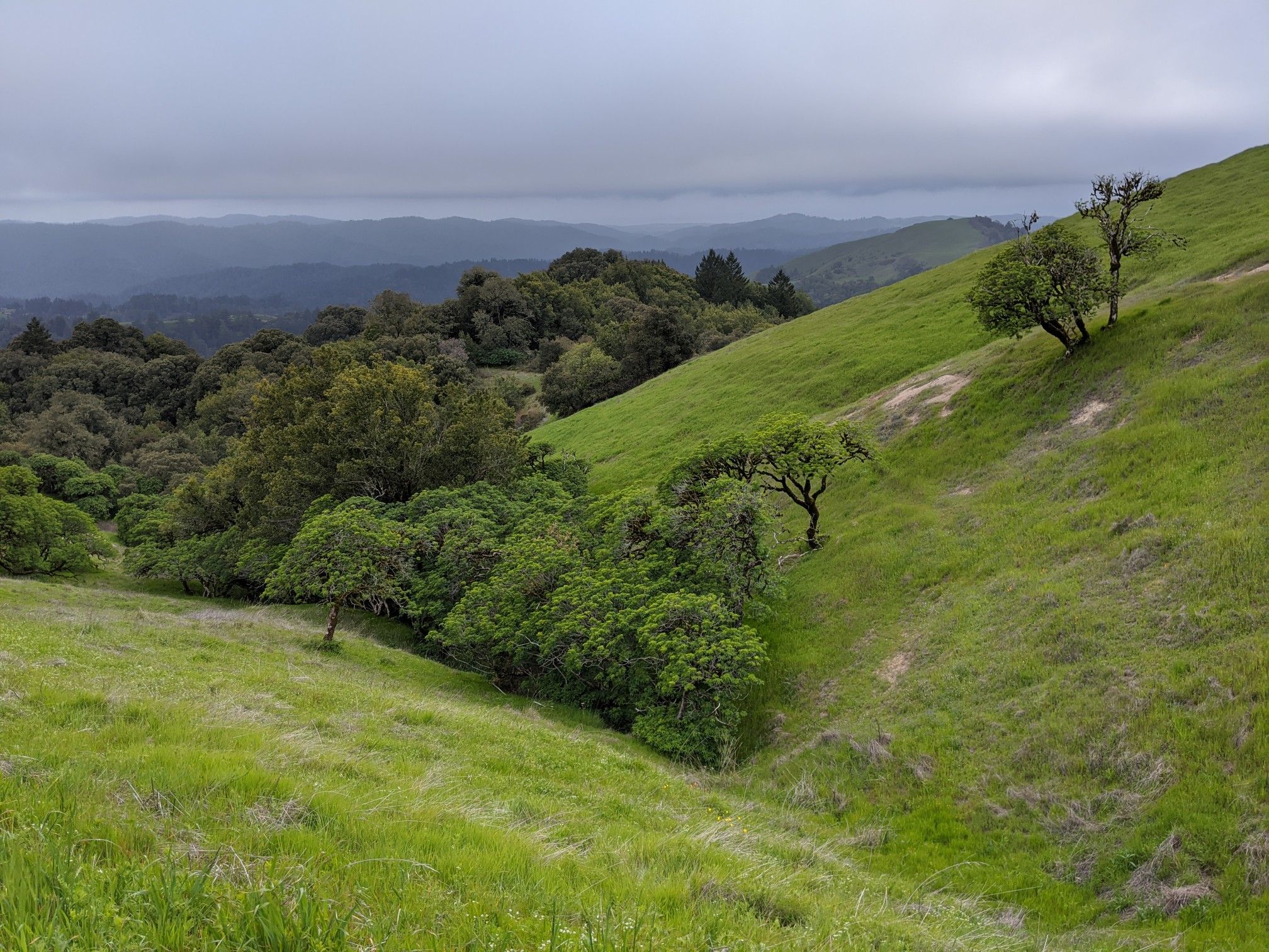 Green grassy hills and trees under an overcast sky. - Skyline Boulevard Viewpoint – Borel Hill loop from Windy Hill Open Space Preserve