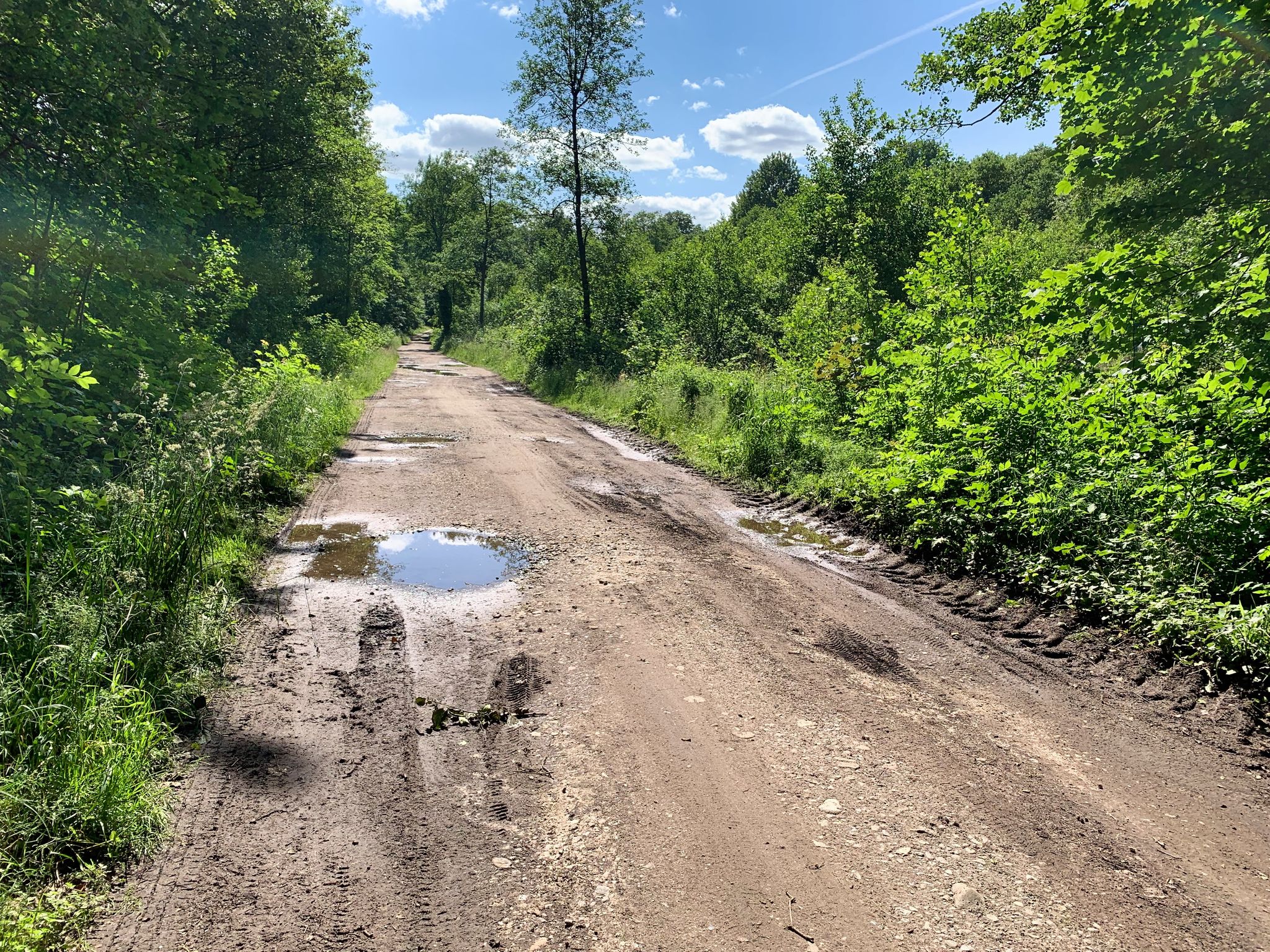 Waldweg ... "da musste durch"
