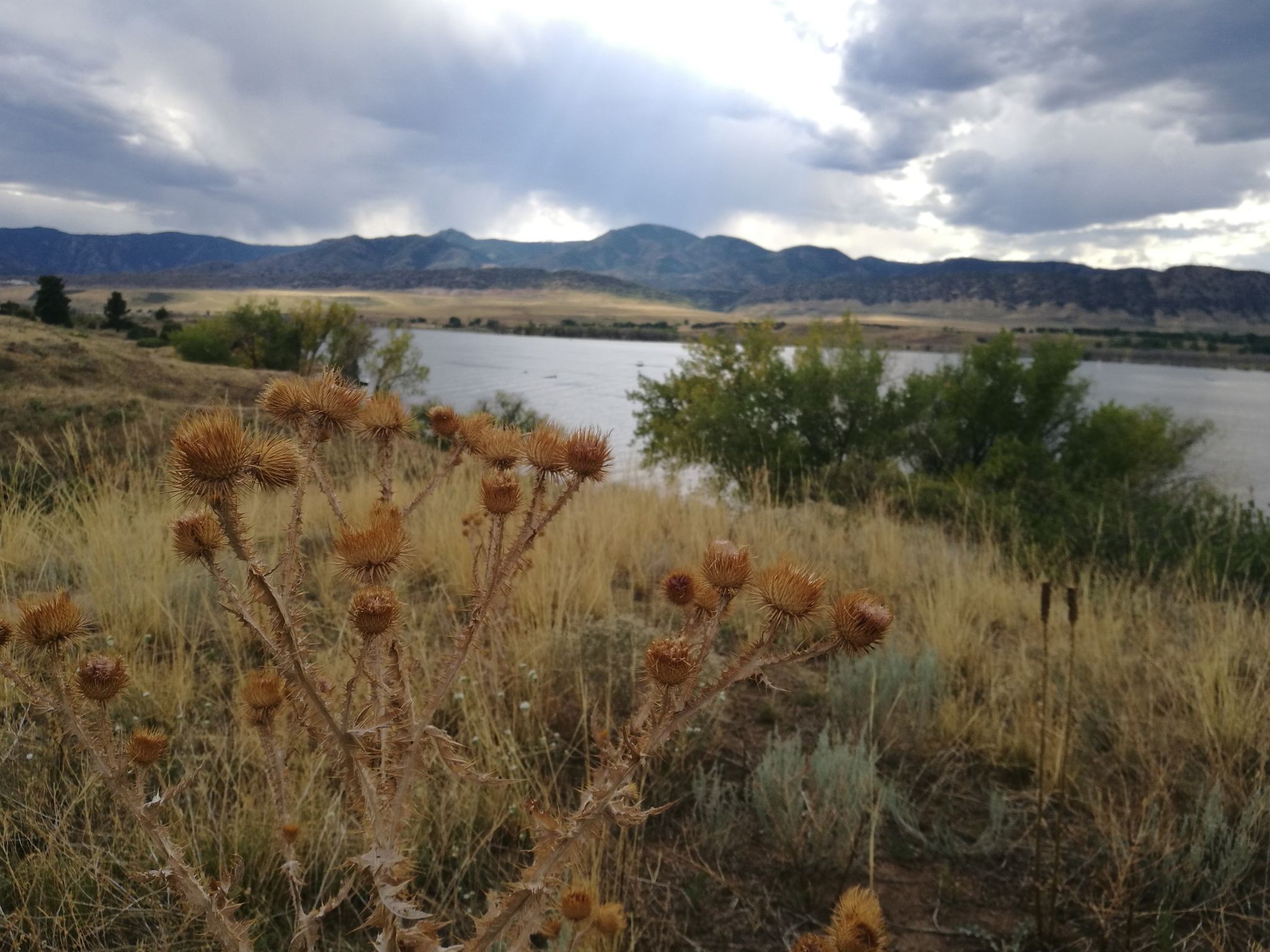 Dry thistles and grass in foreground, lake, and distant mountains under cloudy sky. - Wetlands View – View of Chatfield Reservoir loop from Chatfield State Park