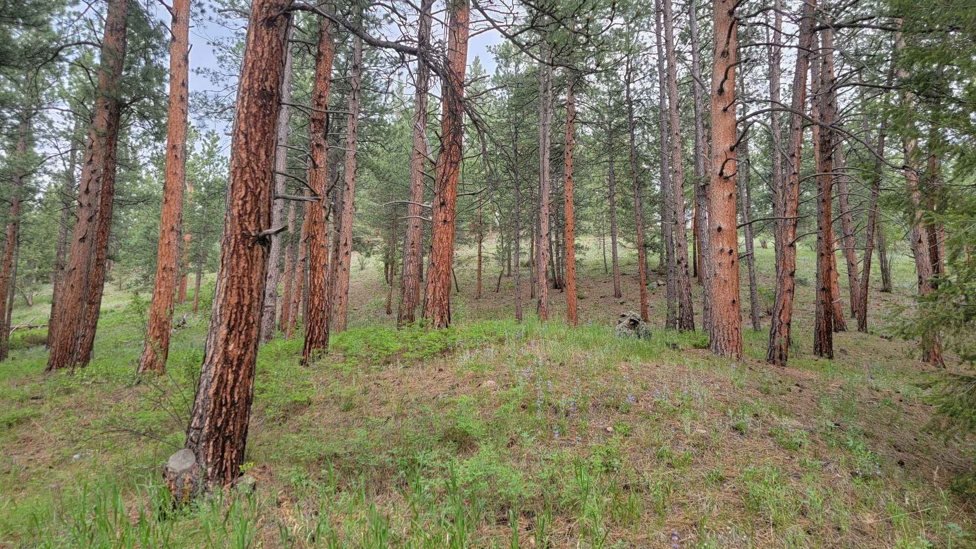 A dense forest of tall pine trees on a grassy, sloped hillside. - Picnic, West Ridge, Bear Creek and Meadow View Loop