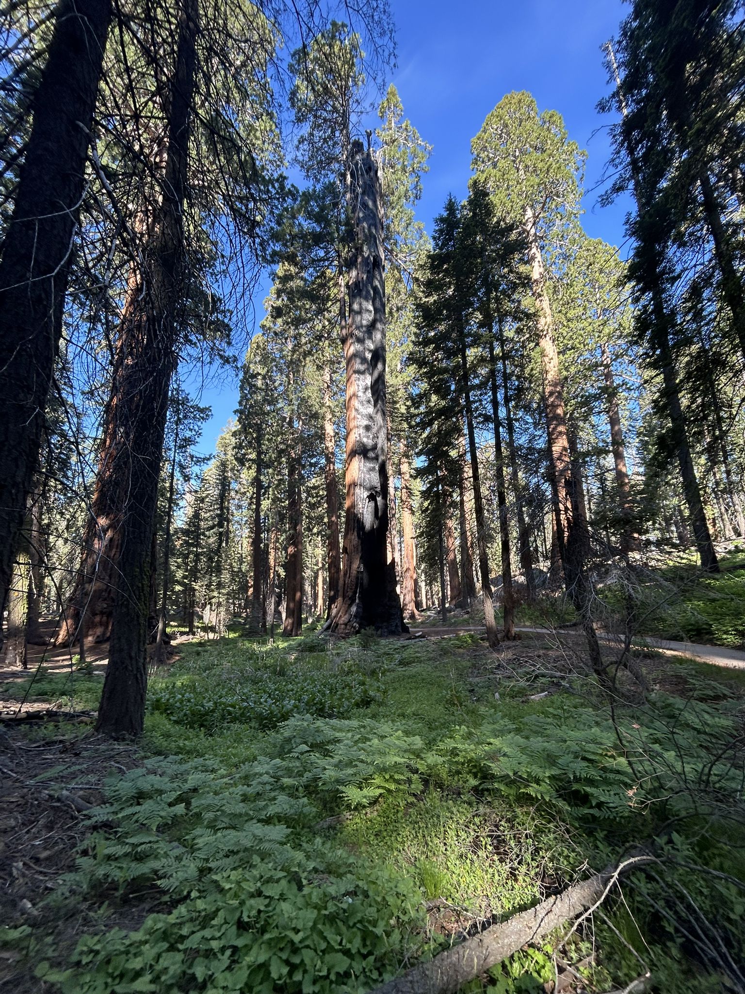 A forest floor covered in green plants with tall trees and bright sunlight. - Alta Peak Trail