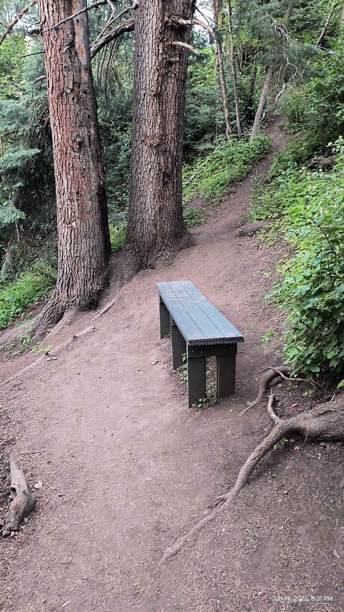 A wooden bench on a dirt path between large trees in a shaded forest. - View of Mueller Park Trail – Big Rock loop from North Salt Lake