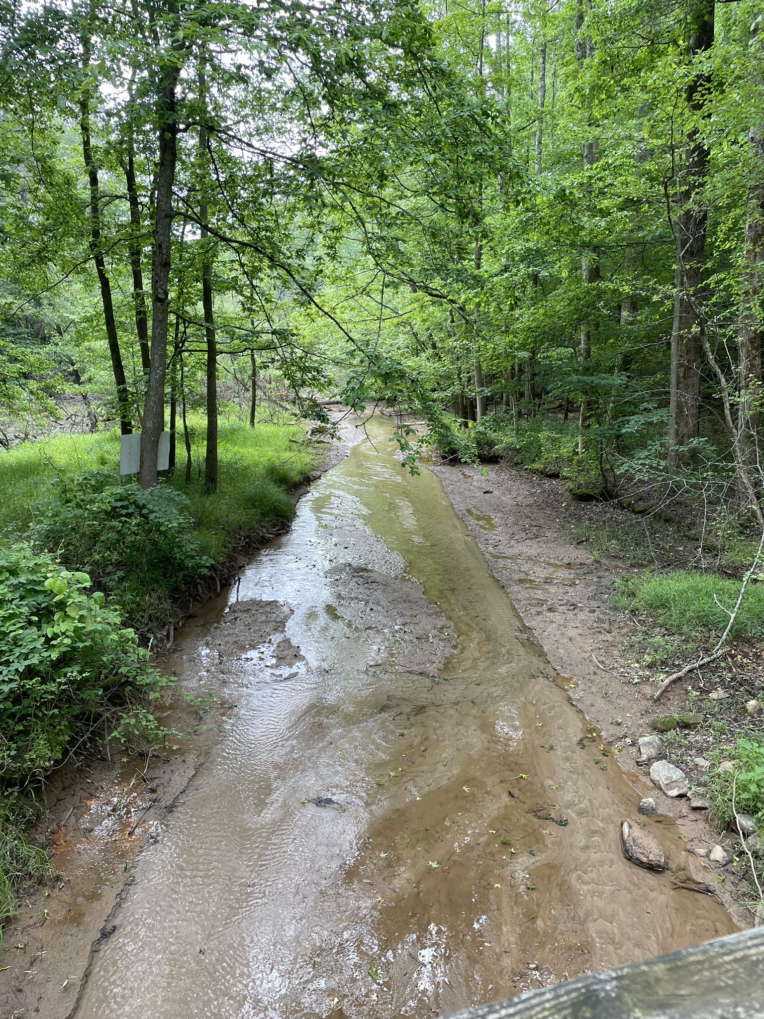 A muddy stream flows through a lush green forest under diffused light. - Charleston Park Trail