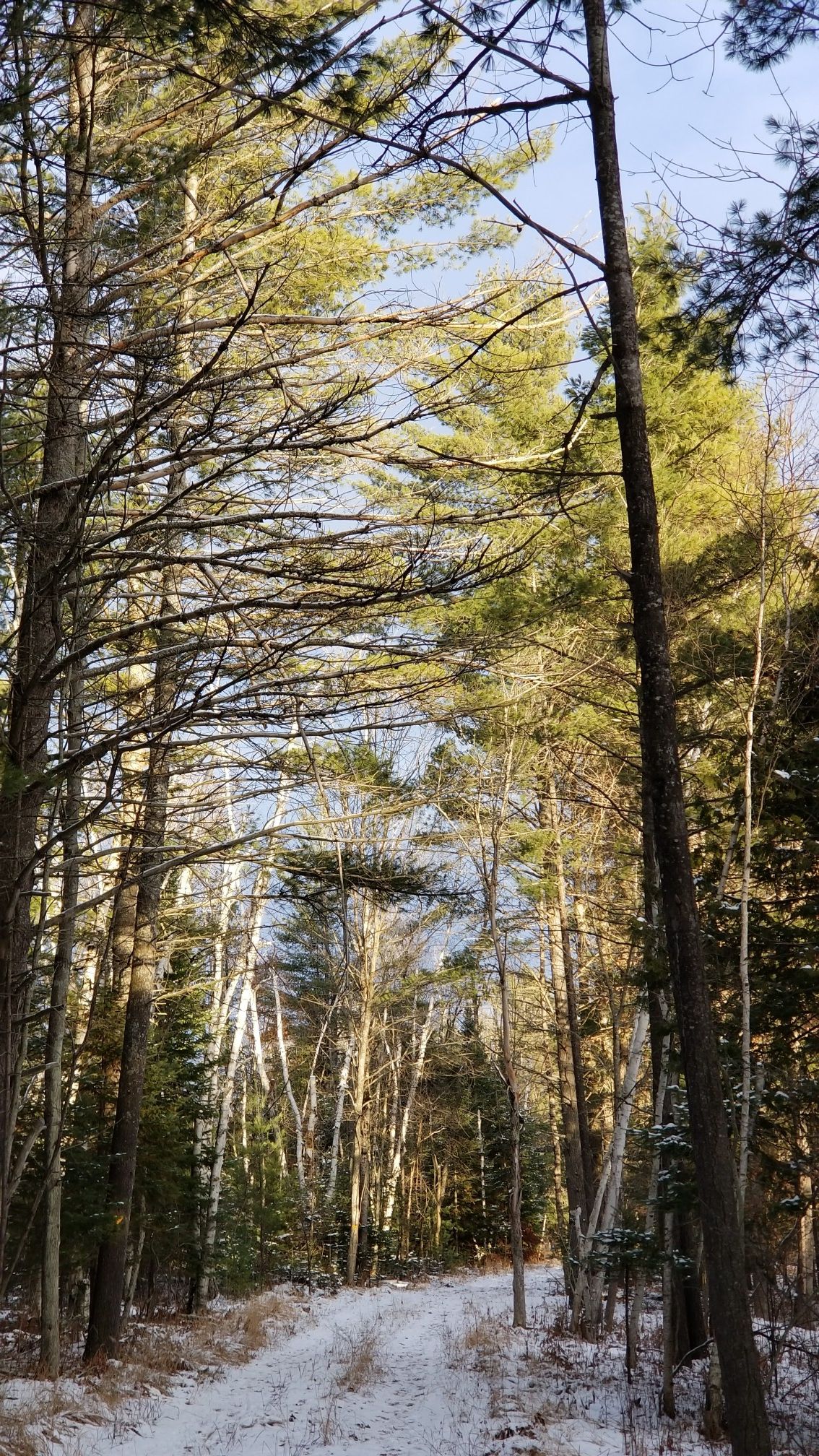 Snow-covered path winds through a sunlit forest of tall pine and birch trees. - Brown Bridge Ridge Trail