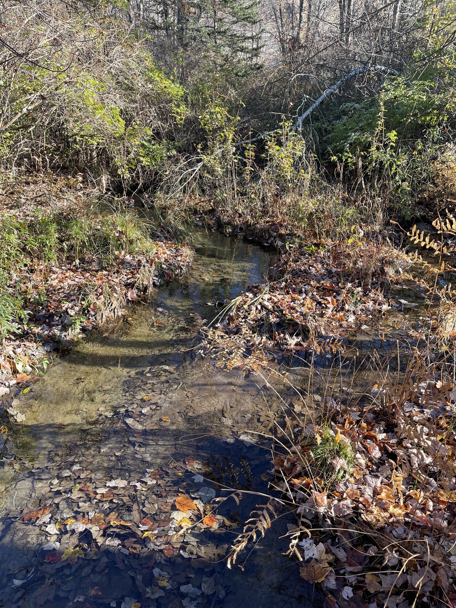 A clear stream flows through a sunlit woodland with fallen autumn leaves. - Raven Rock Overlook loop from Ward Pound Ridge Reservation