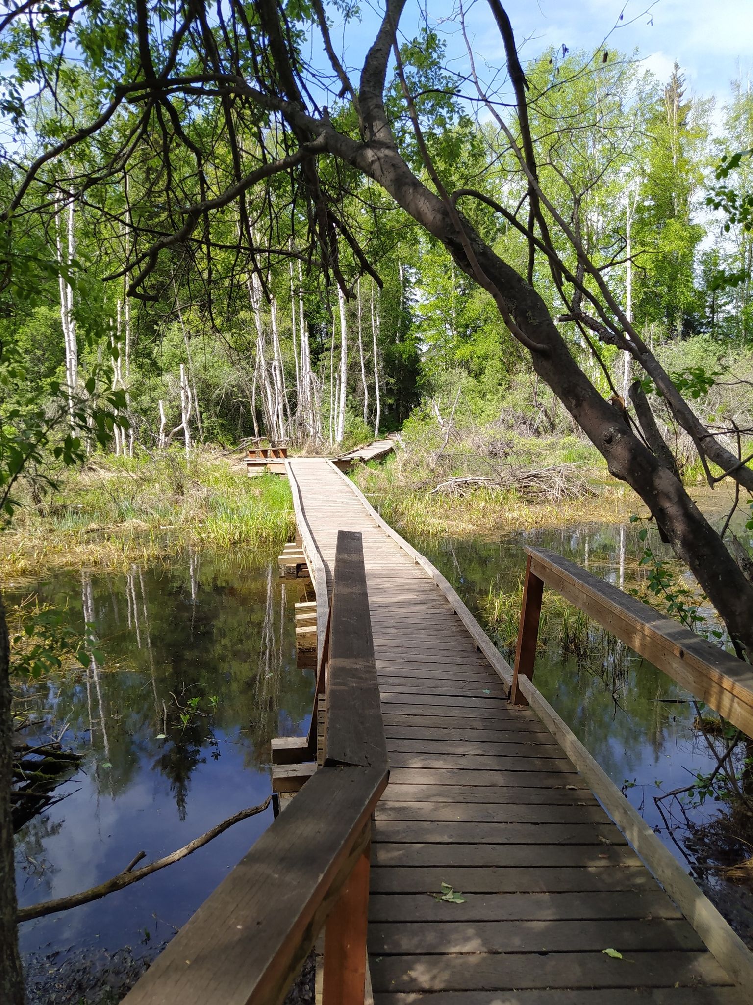 A wooden boardwalk extends over calm water through a lush green forest. - Jeff Studdert Sleddog Trails