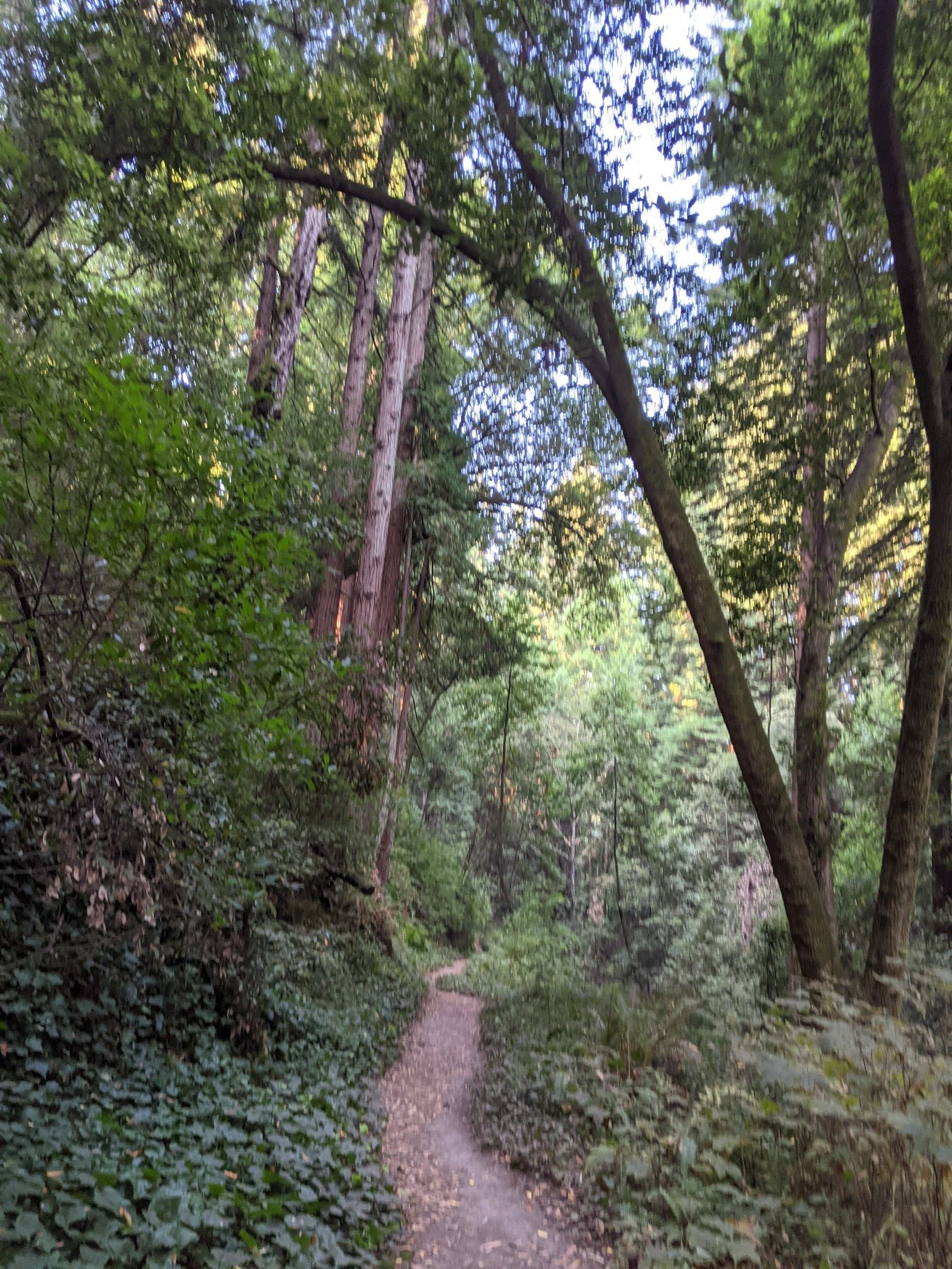 A winding dirt path through a shaded forest with tall trees. - Blue Trail