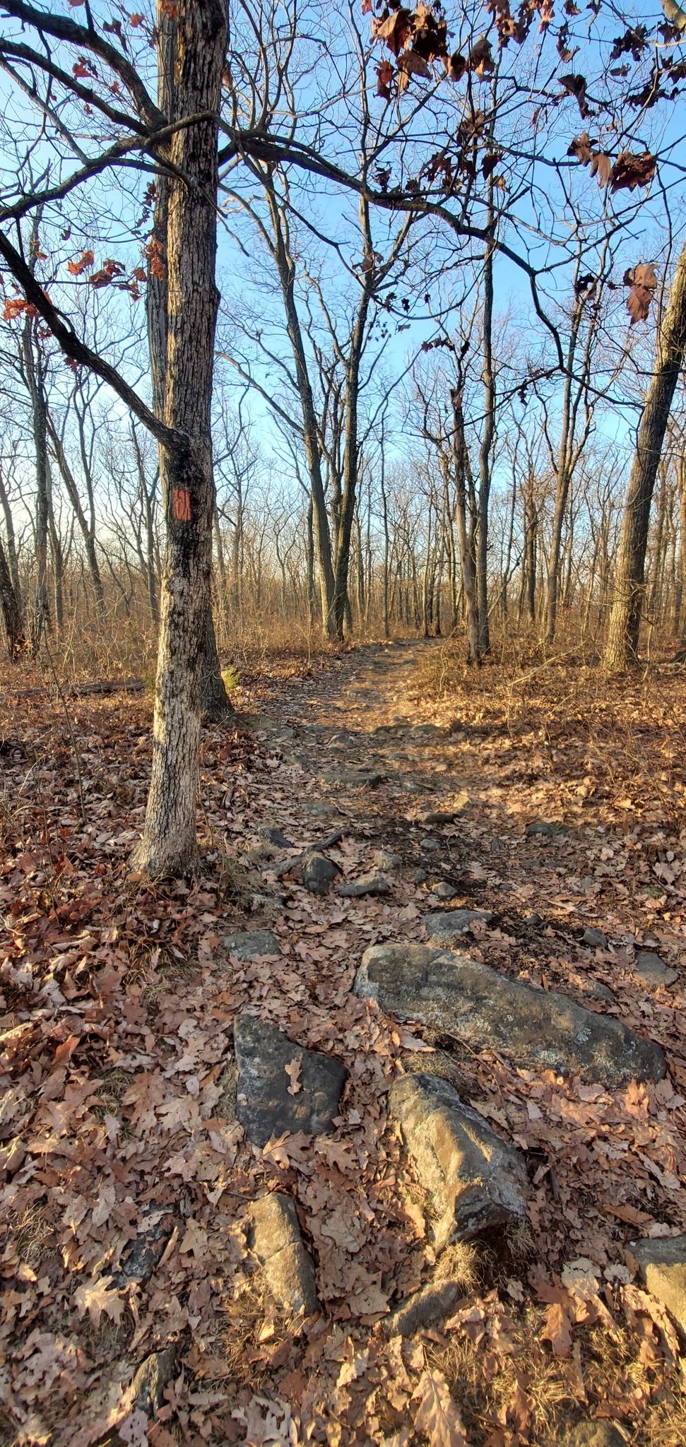A rocky, leaf-covered forest trail with tall bare trees in bright sunlight. - Splitrock Road to Hawk Watch via Four Birds Trail