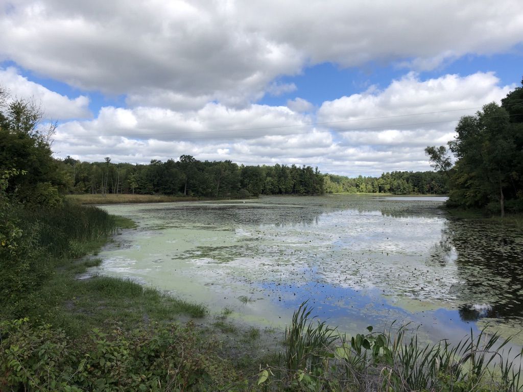 Algae-covered pond surrounded by lush green forest under a cloudy sky. - Addison Oaks Trail loop