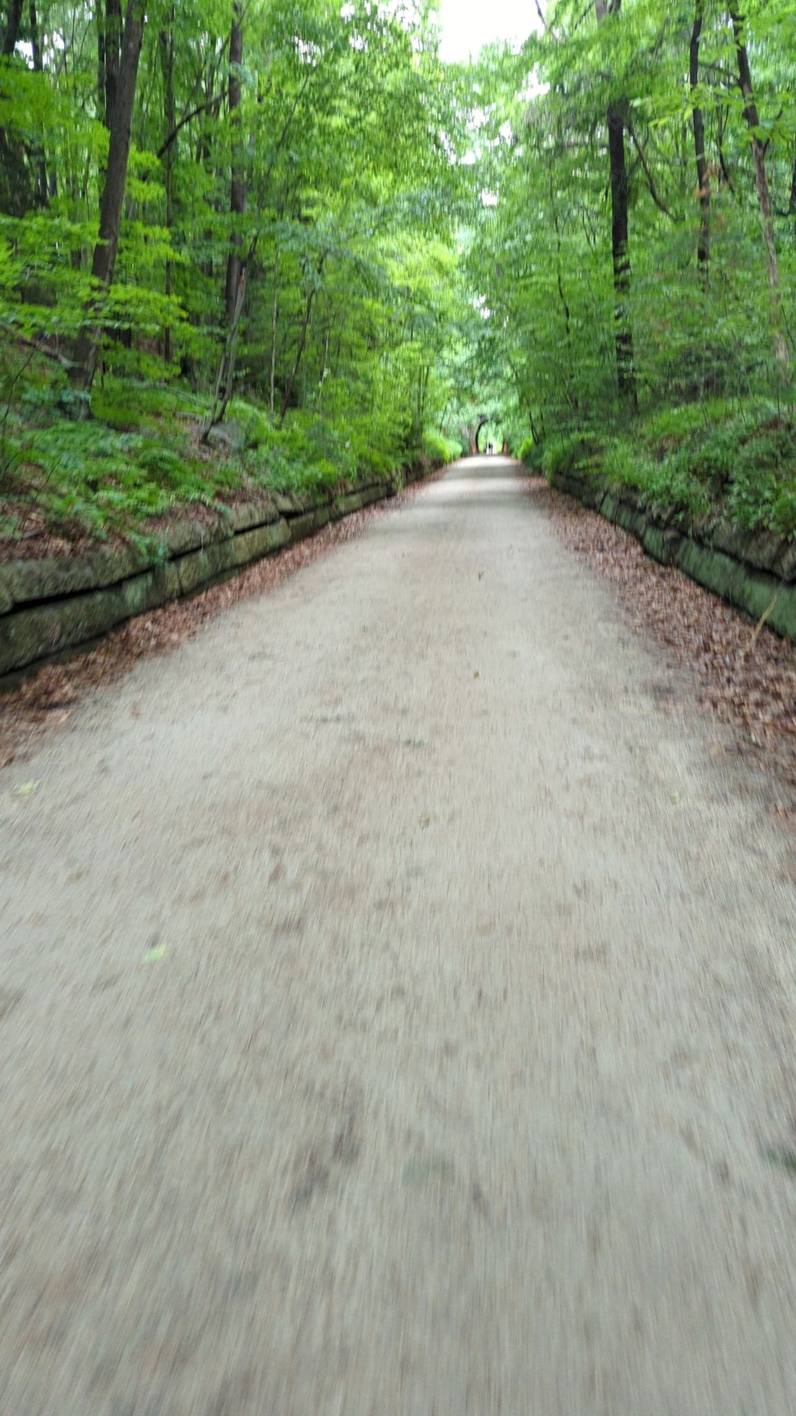 Long, straight dirt path through a dense green forest with retaining walls. - Hiking loop from Holliston