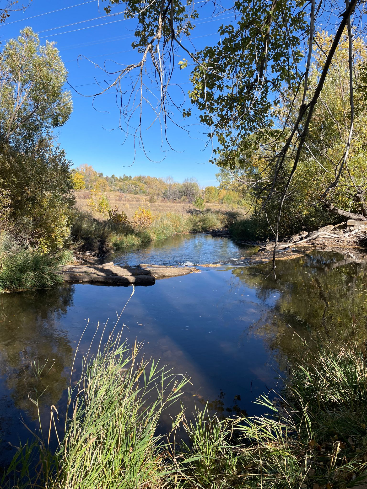Calm stream reflecting trees and sky, surrounded by green and autumn foliage. - Mount Carbon Loop