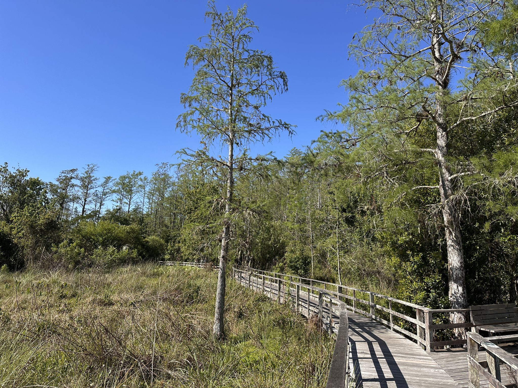 Wooden boardwalk through a grassy wetland with tall trees under a clear blue sky. - Corkscrew Sanctuary Boardwalk