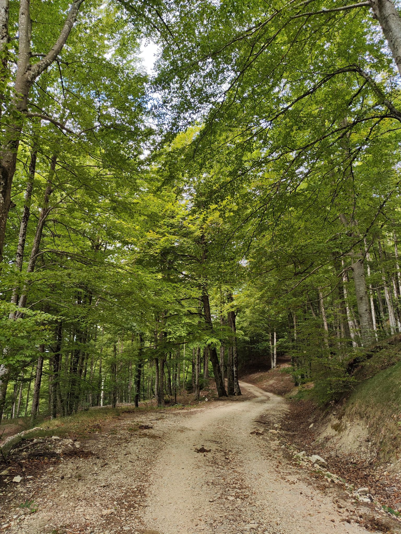 Camino de San Donato en medio del hayedo