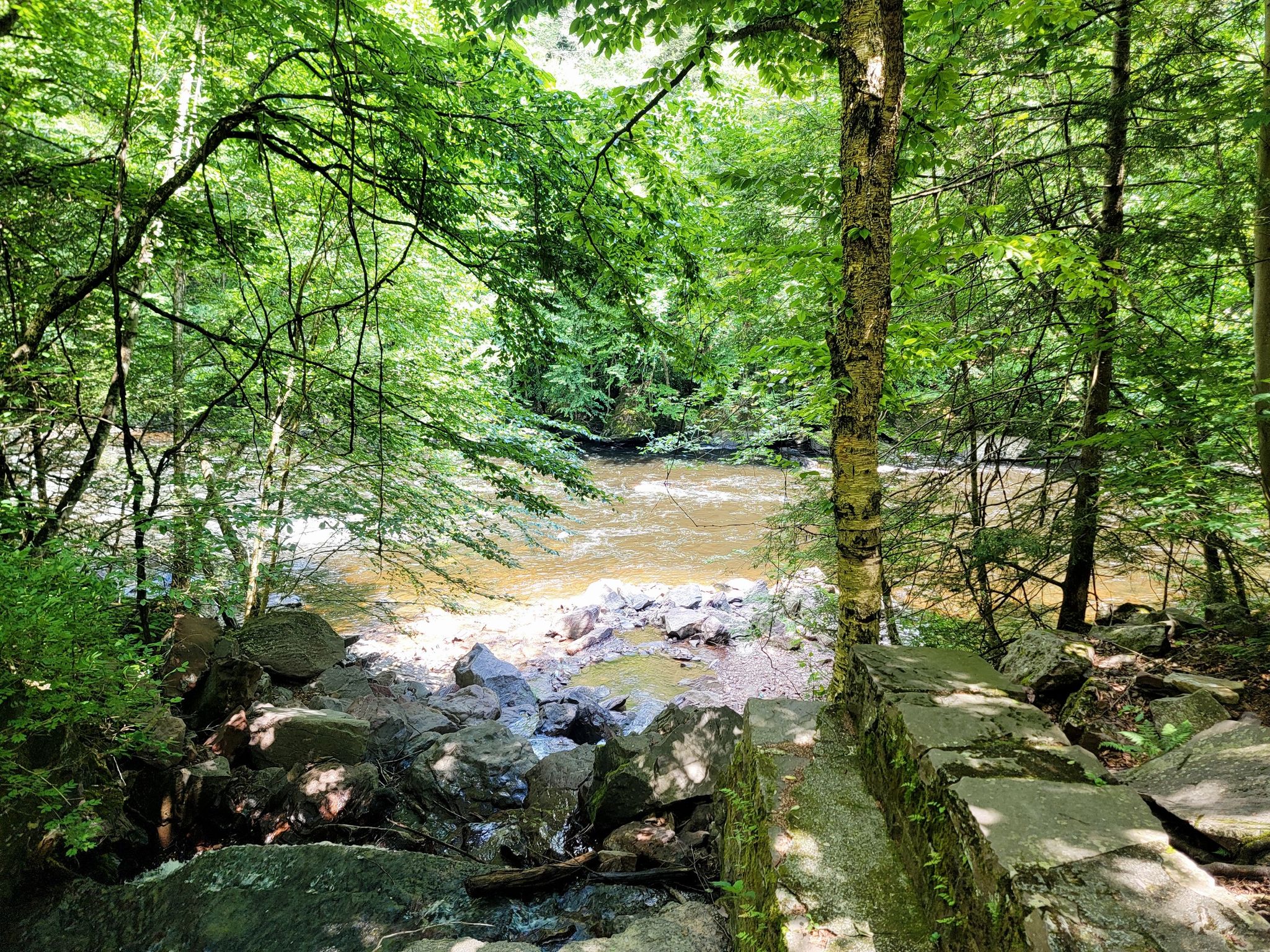 A sunlit river flows through a dense green forest with rocky banks. - Lehigh Gorge Trail