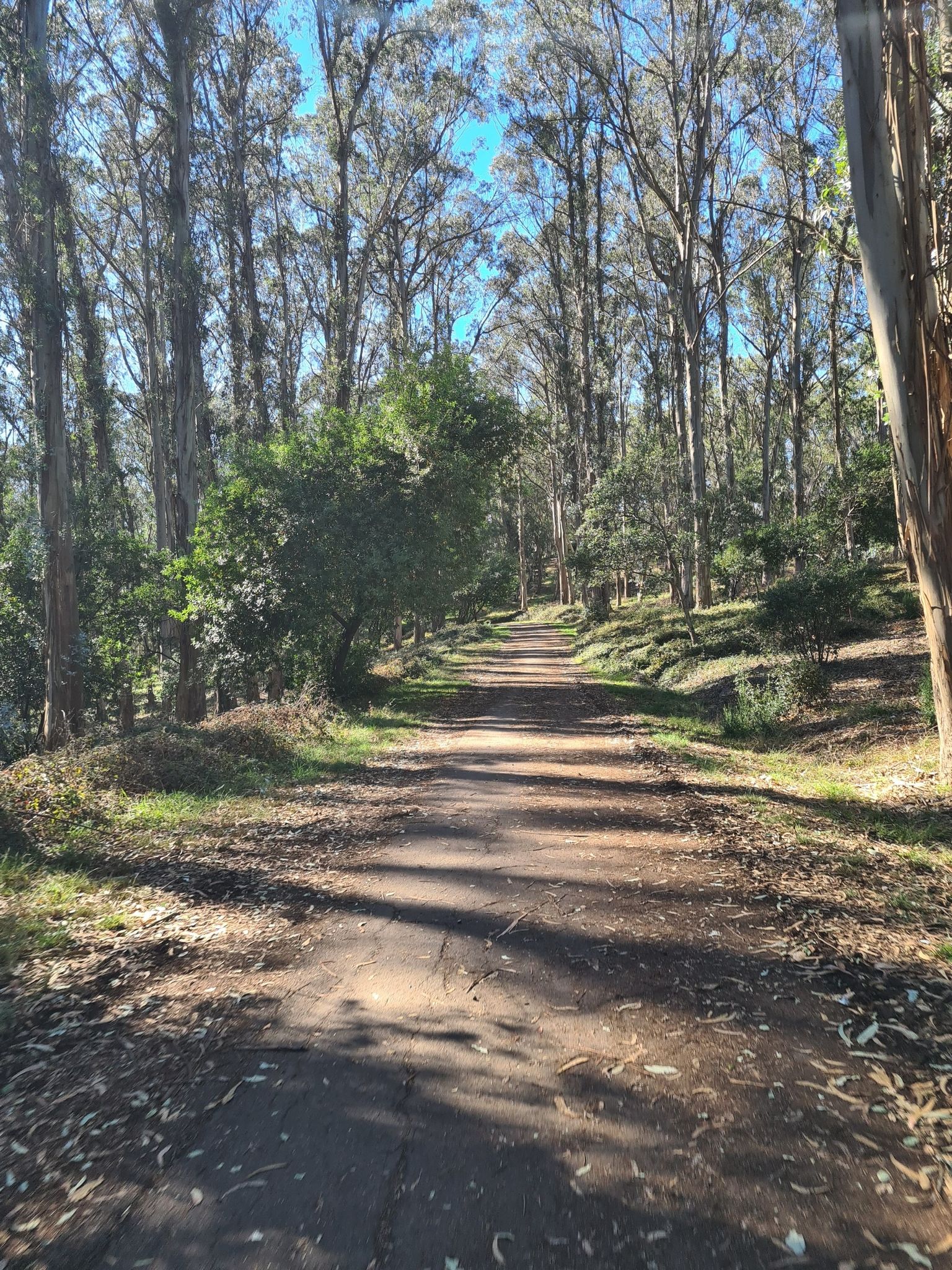 Sunny dirt path winding through a dense forest of tall trees. - Meadows Canyon Trail – Nimitz Way loop from Kensington