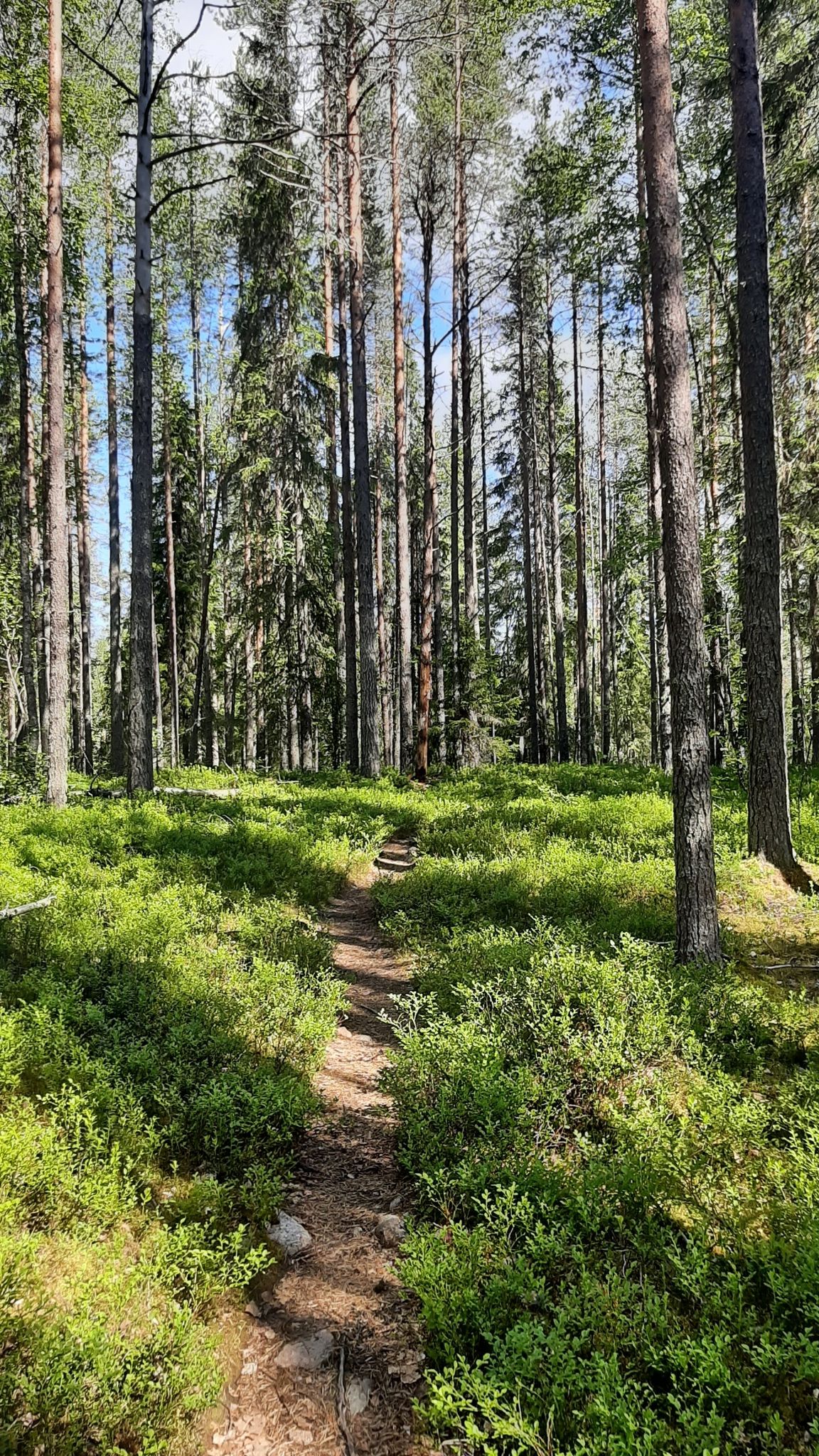 Kiefernwald