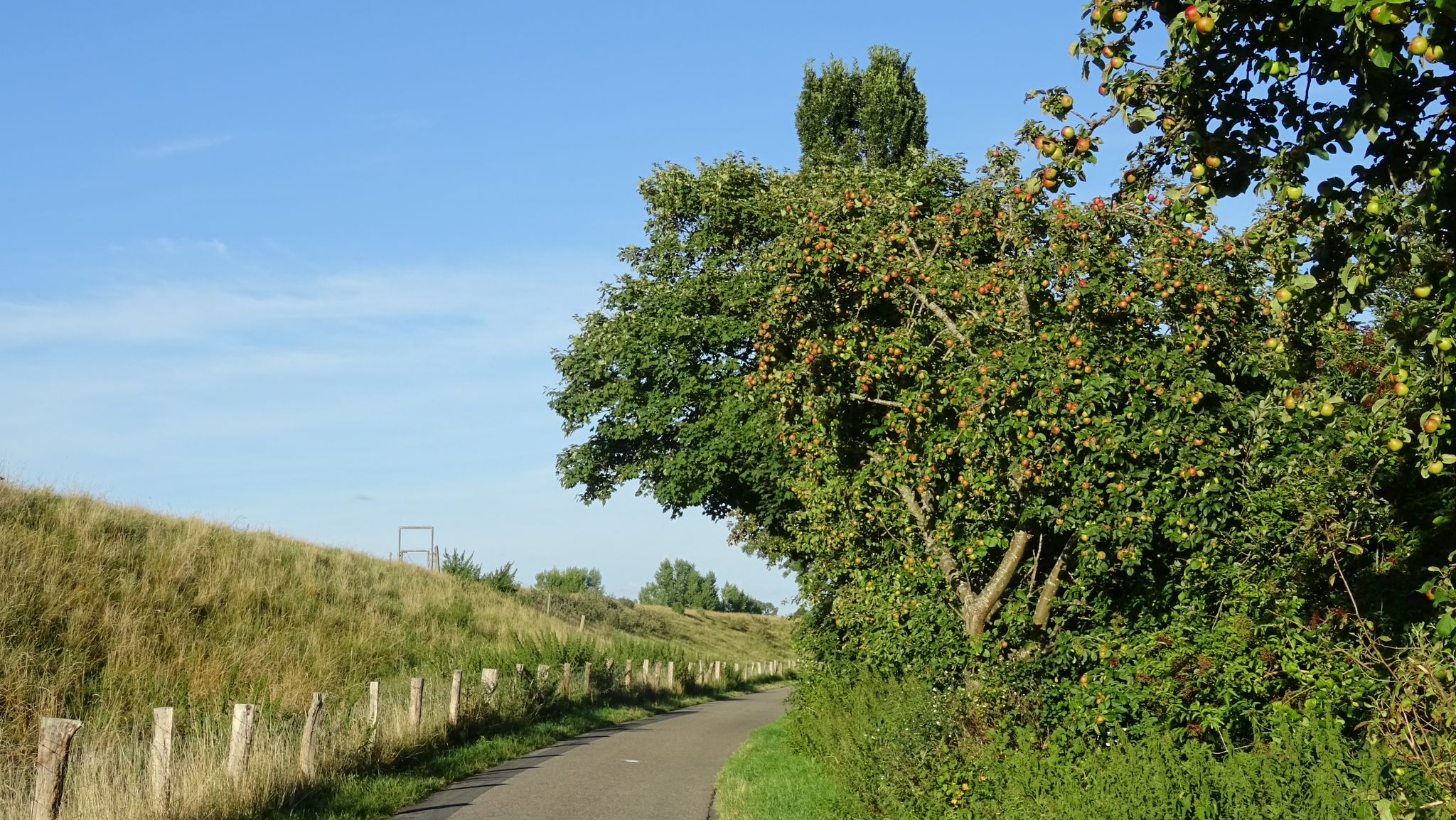 herr*innenlose Äpfel neben der Straße