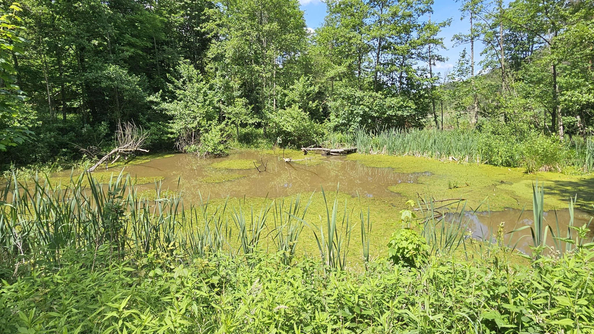 Teiche Münzgrabenbach