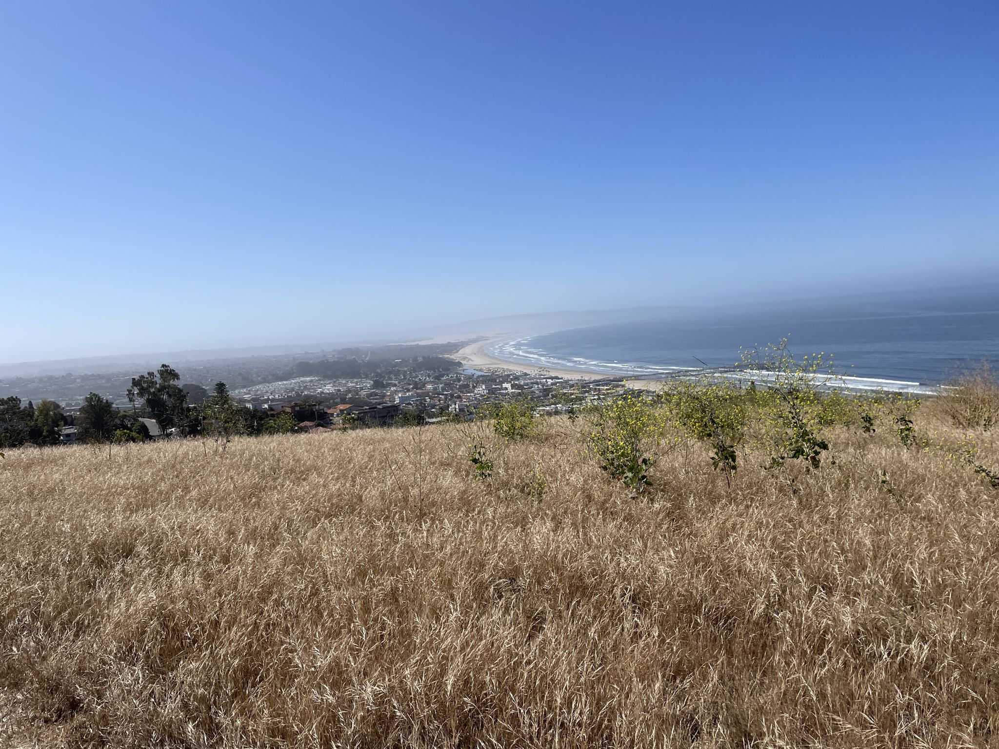 Golden dry grass foreground with a coastal town and ocean in the distance. - Lone Oak – View of Pismo Beach loop from Pismo Beach