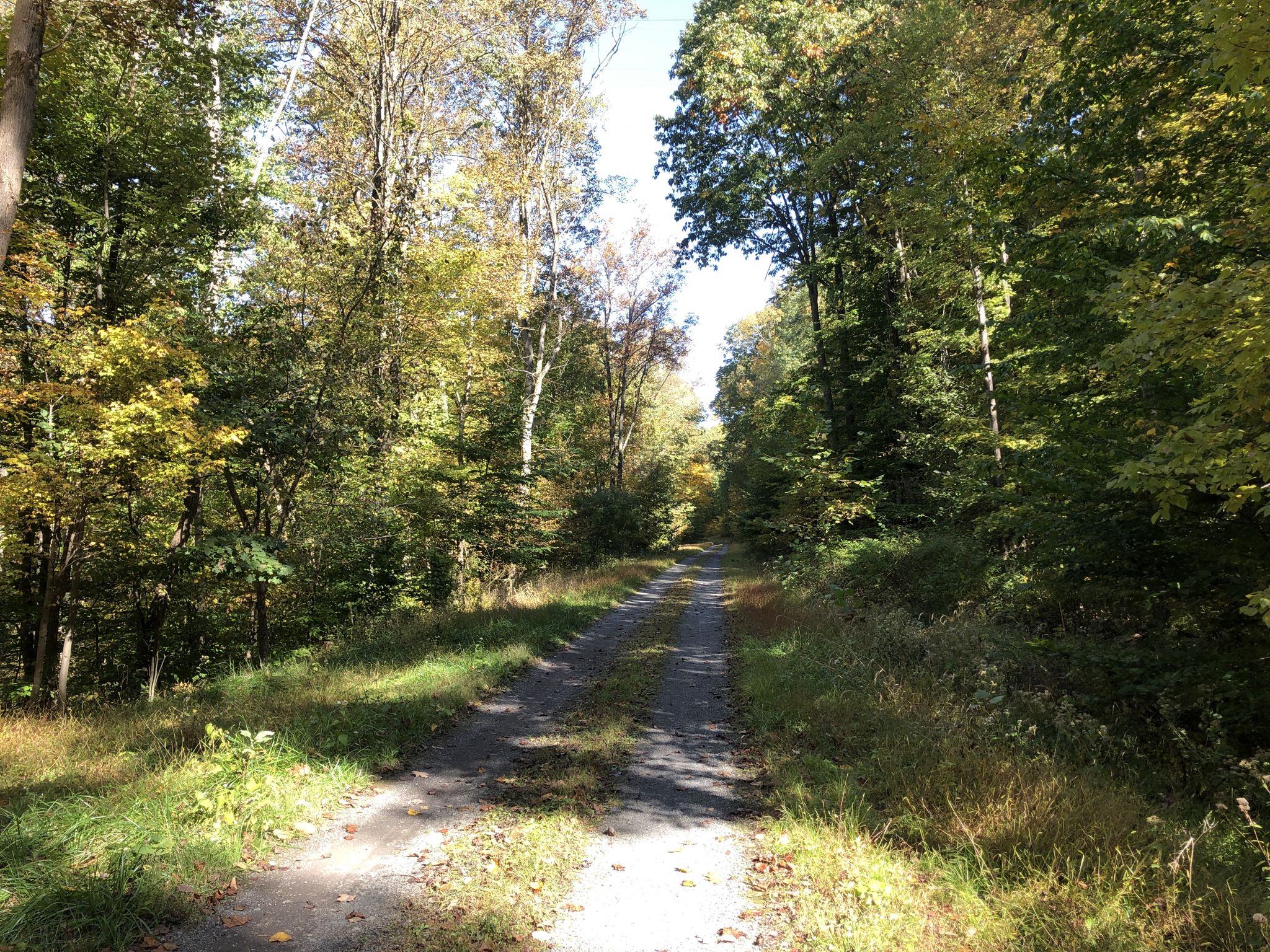 Sunlit dirt path winding through a dense, green forest. - Ohio and Erie Canal Towpath Trail