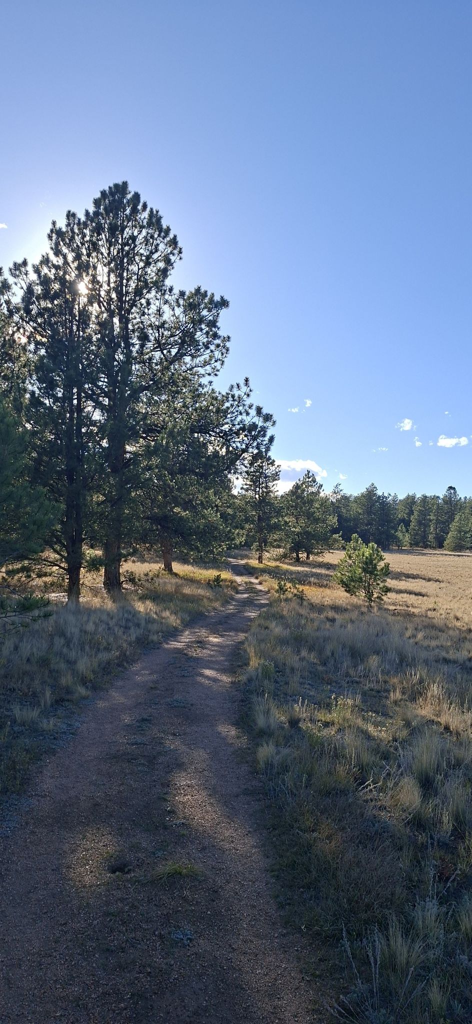 A dirt path leads through a sunny, grassy field with tall evergreen trees. - Hans Loop and Sawmill Trail