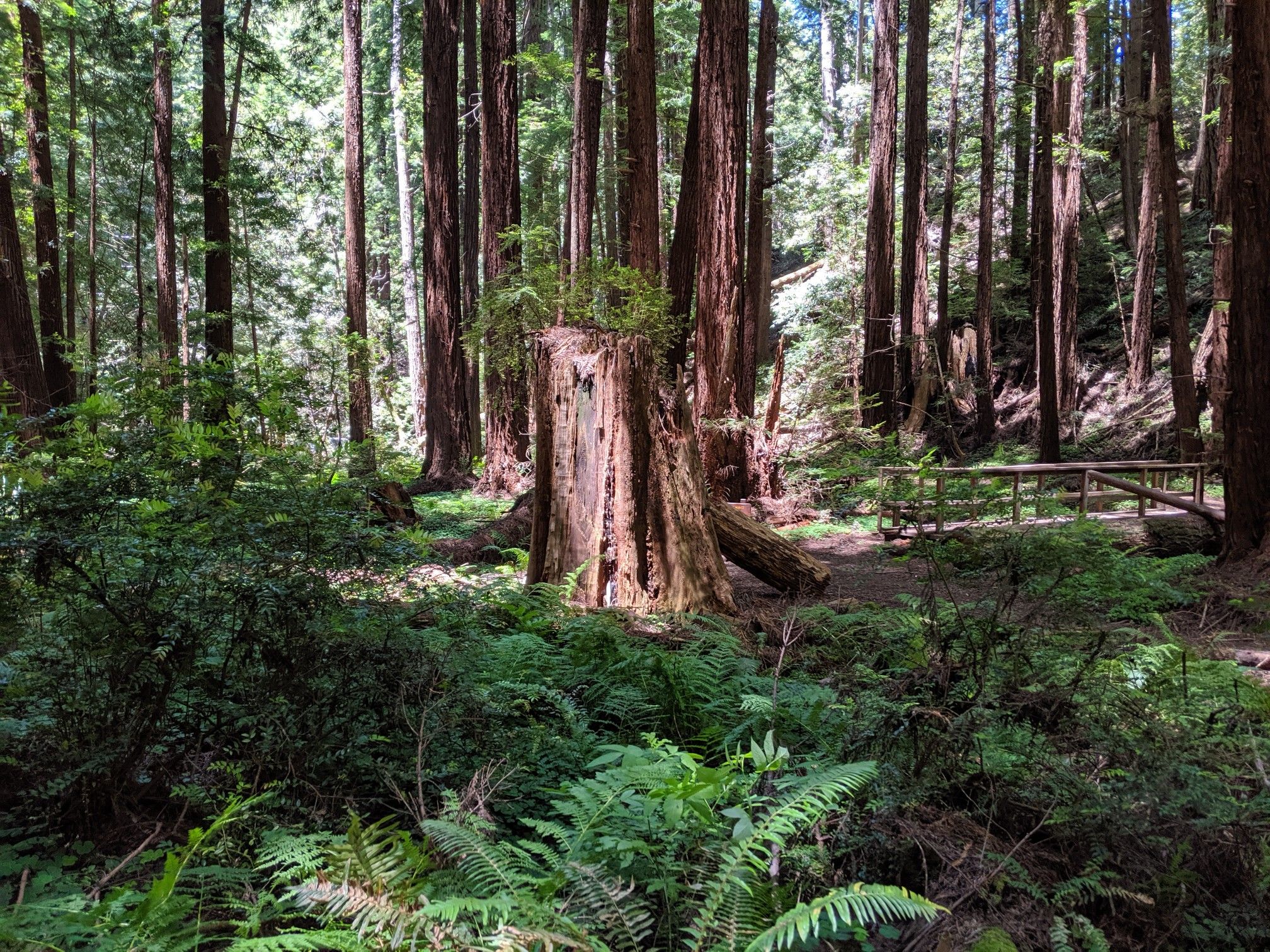 Bright forest with a large tree stump, ferns, and tall trees. - Tree Tipi loop from Butano State Park