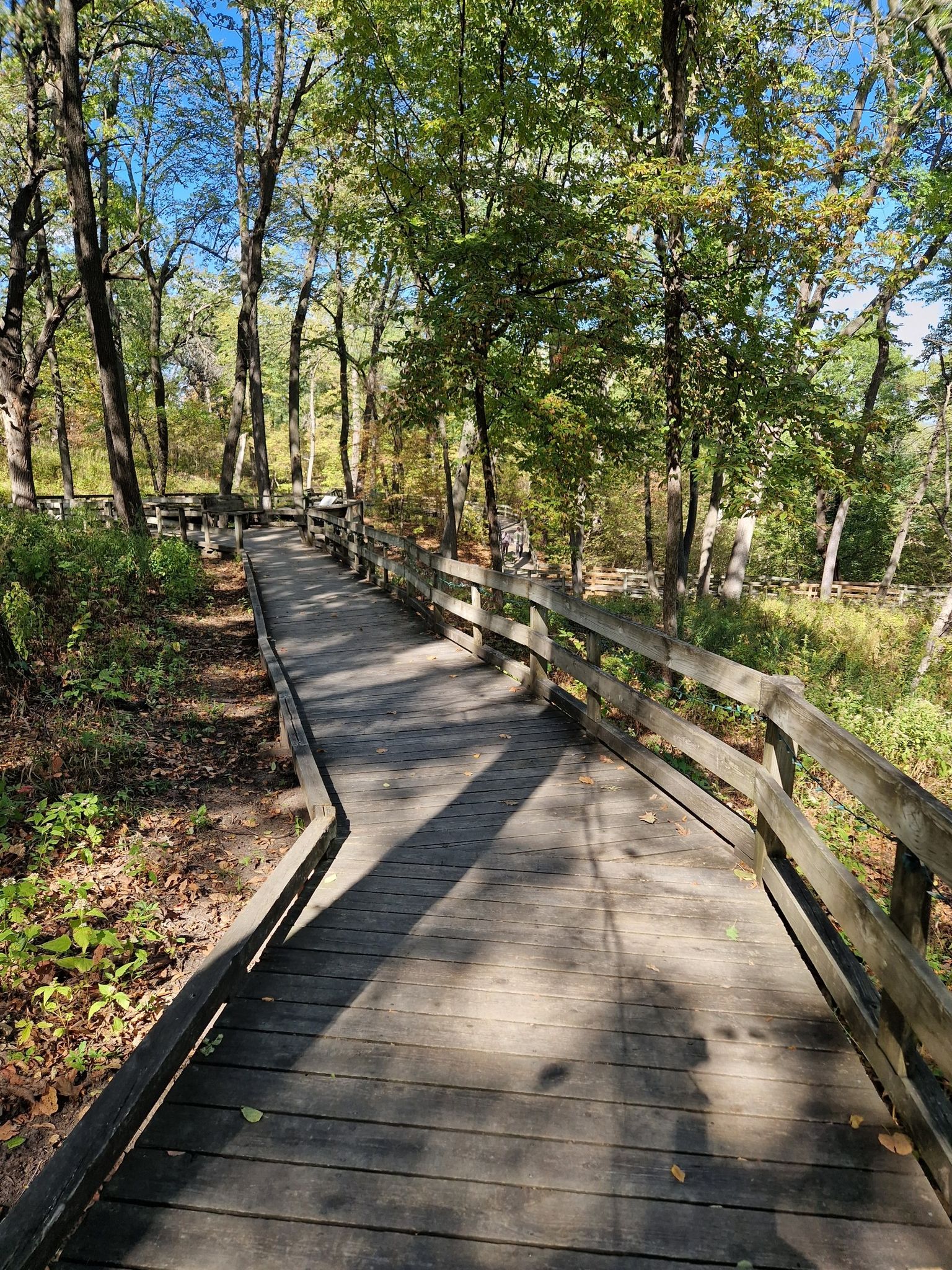 A long wooden boardwalk with railings winds through a sunlit forest. - Tom's Treehouse and Play Fort loop from Avery