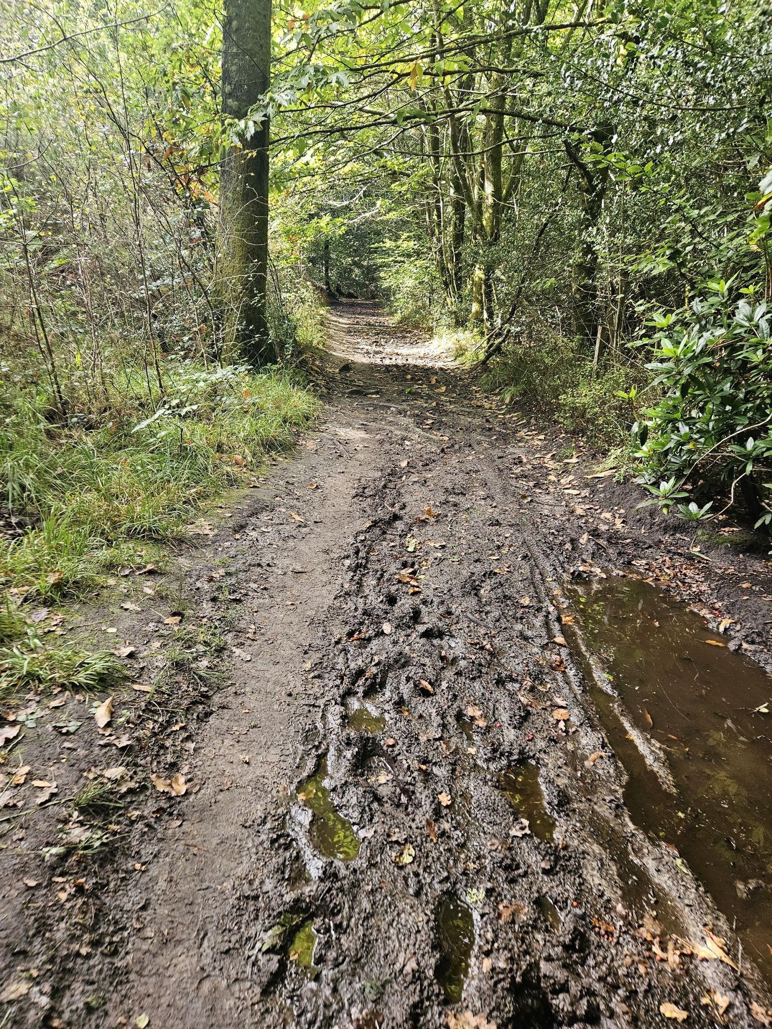 muddy