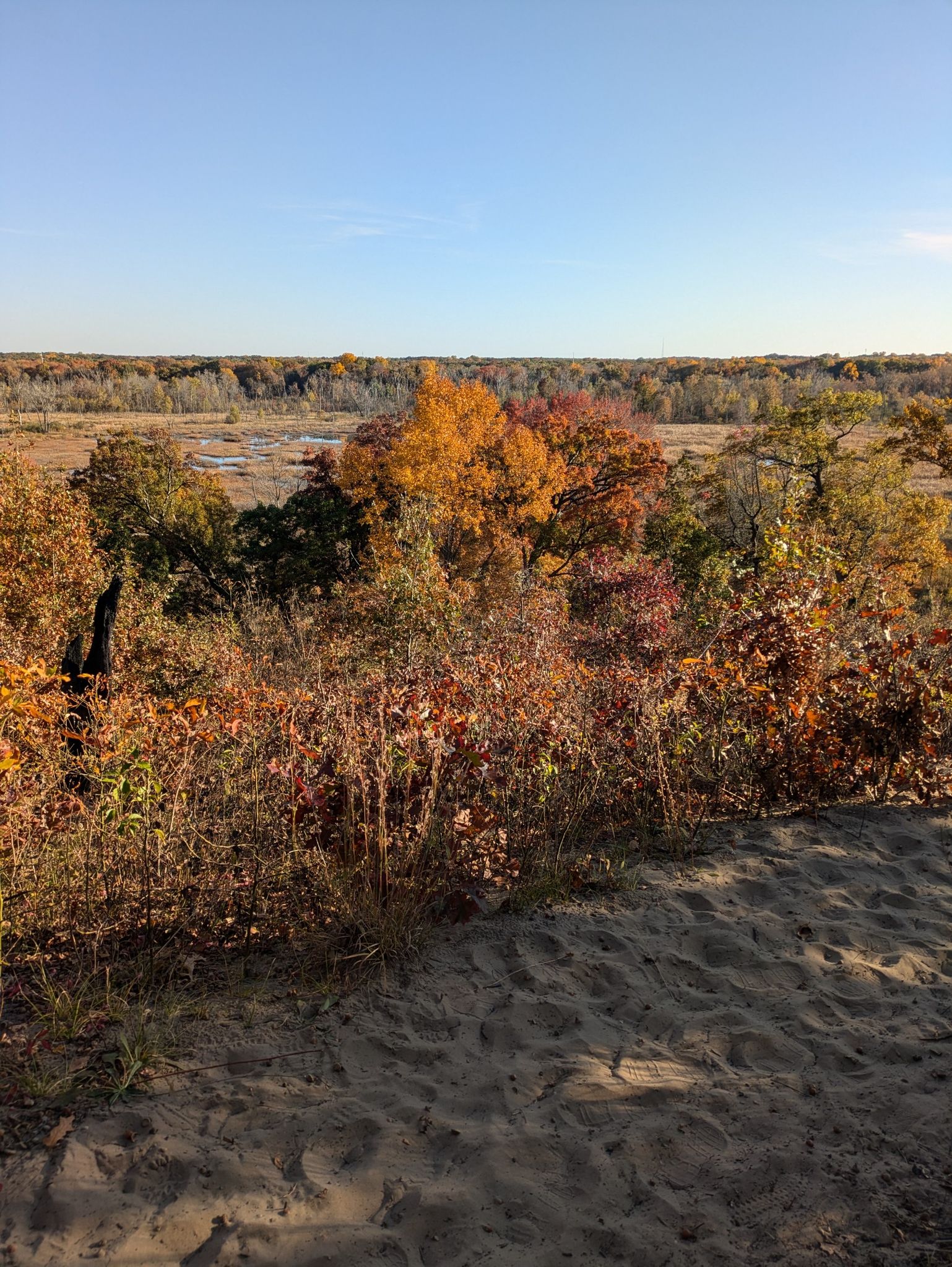 Sandy foreground with colorful autumn trees and a distant landscape under clear sky. - Dune Ridge Trail
