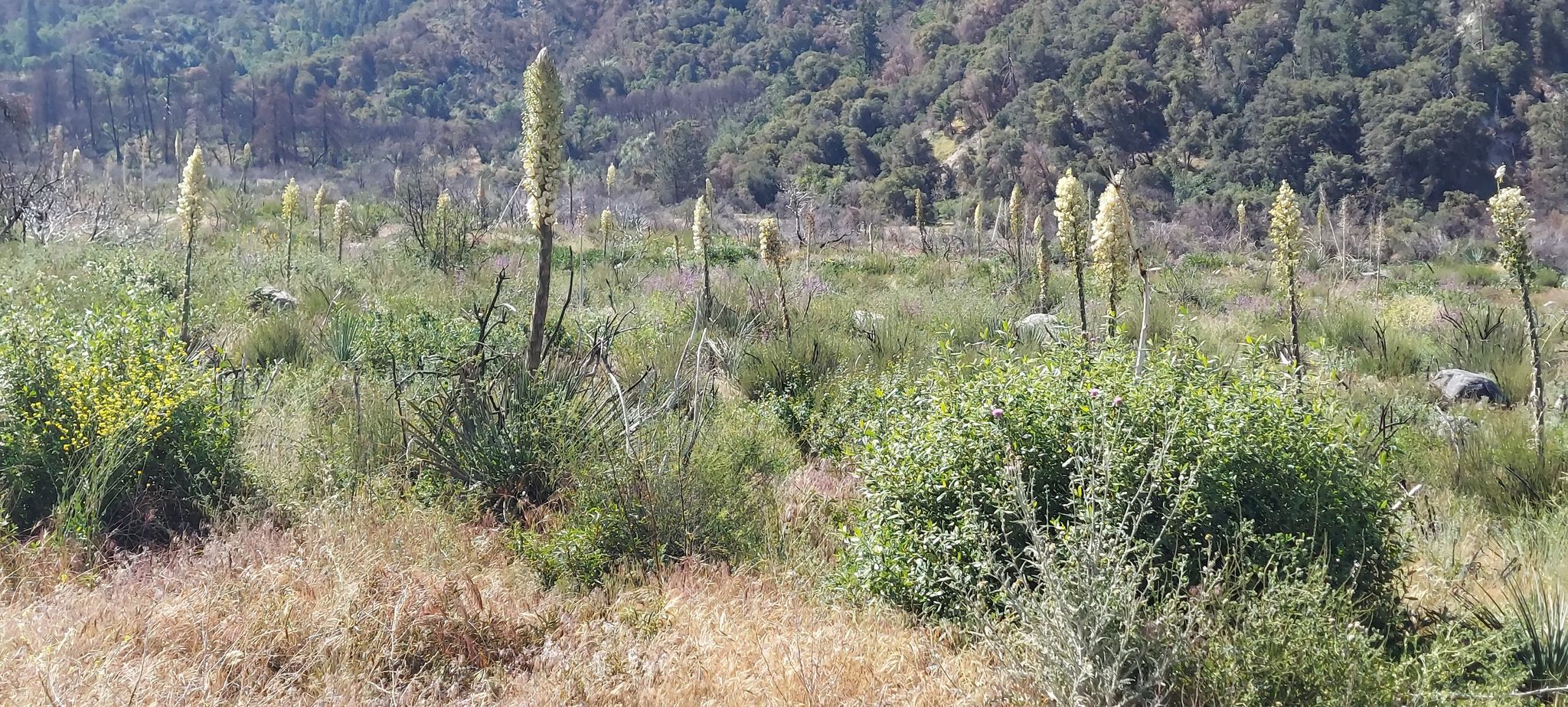 Field of tall green and brown grasses with many blooming yucca plants, sunny. - Prospect Park – Middle Control Road Trailhead loop from Redlands–University