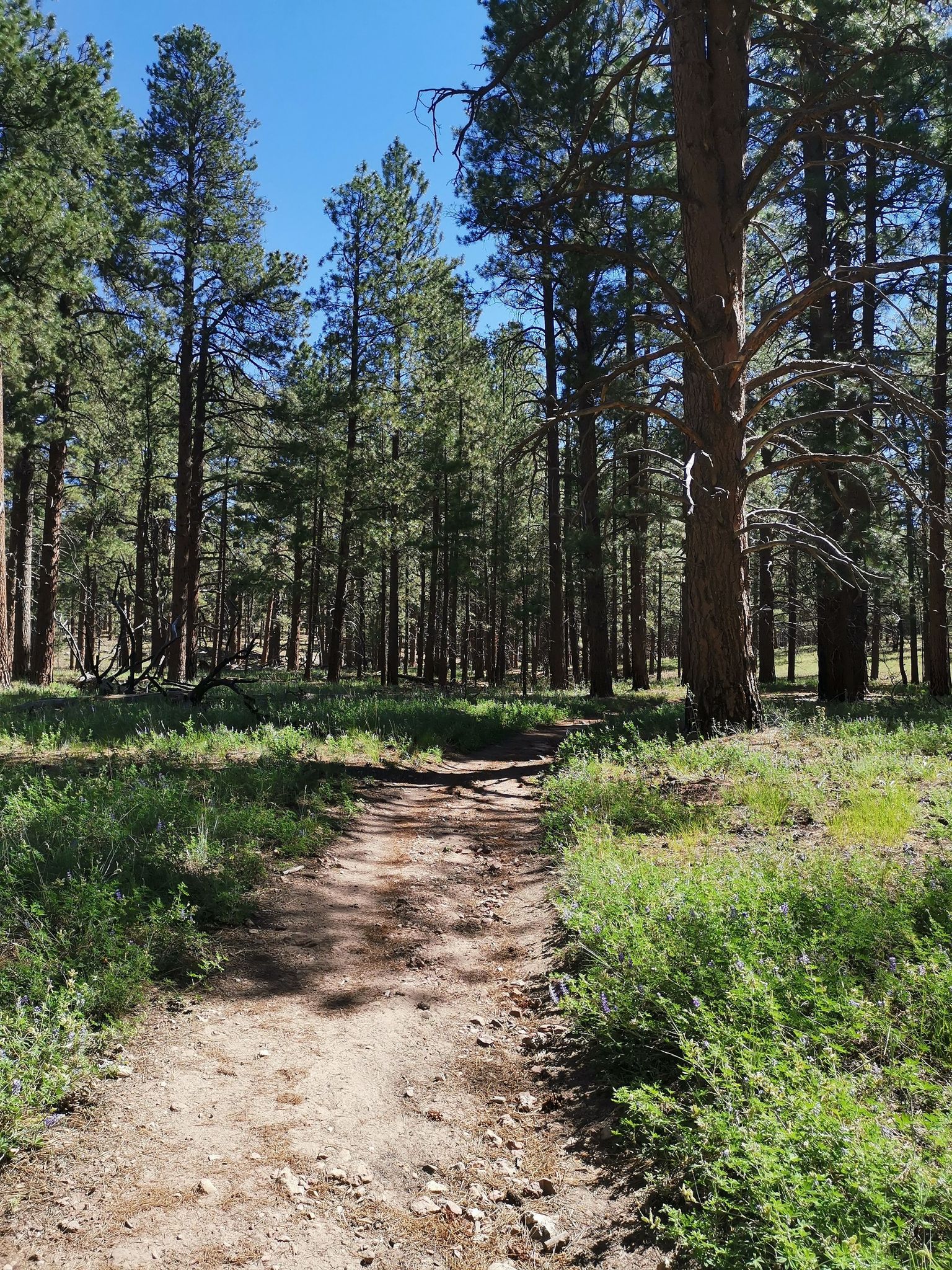Dirt path winding through a sunlit pine forest with tall trees. - Cape Final Trail