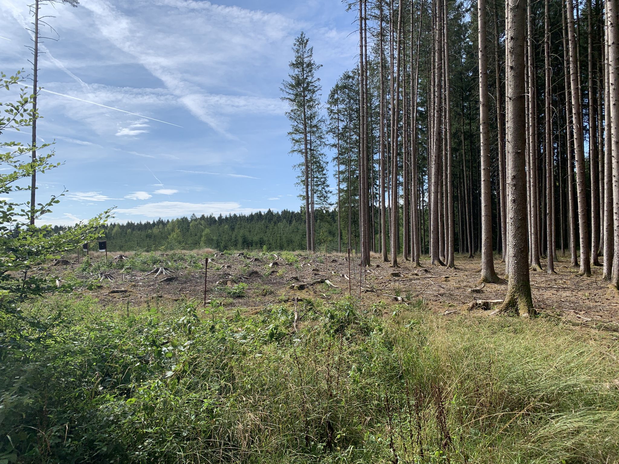 Waldweg vor Niederpframmern