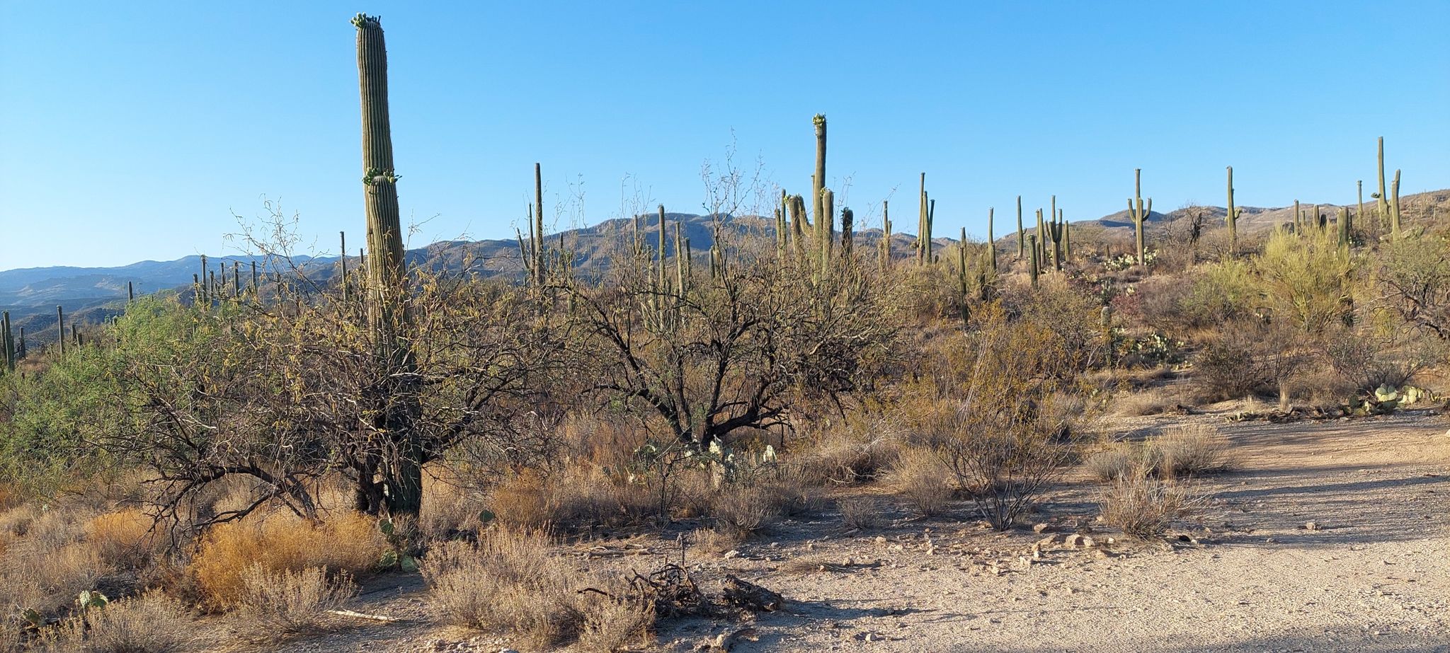 Numerous saguaro cacti and dry bushes under a clear blue desert sky. - Douglas Spring, Converse, Garwood and Wildhorse Loop