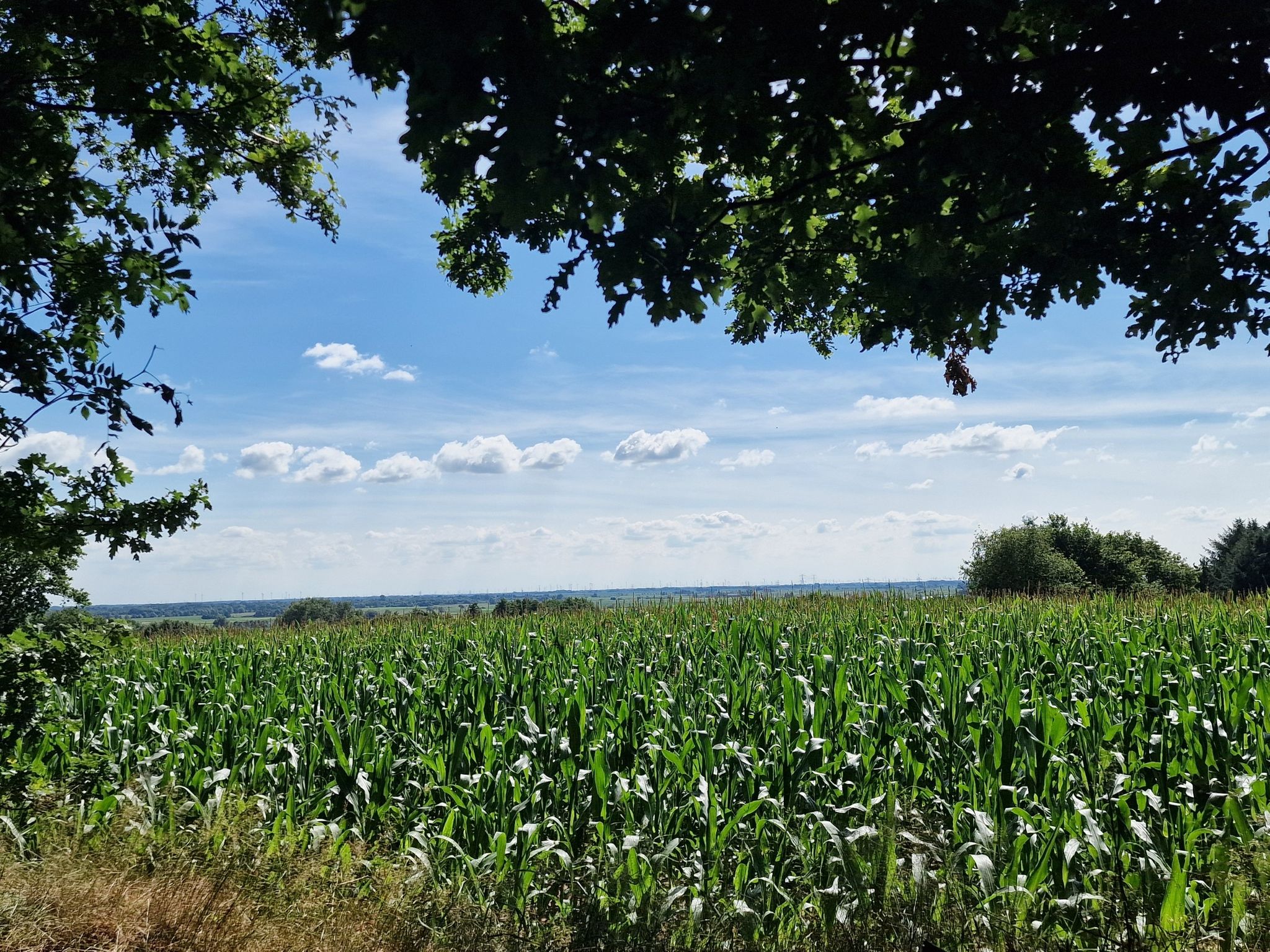 Blick Richtung Treene