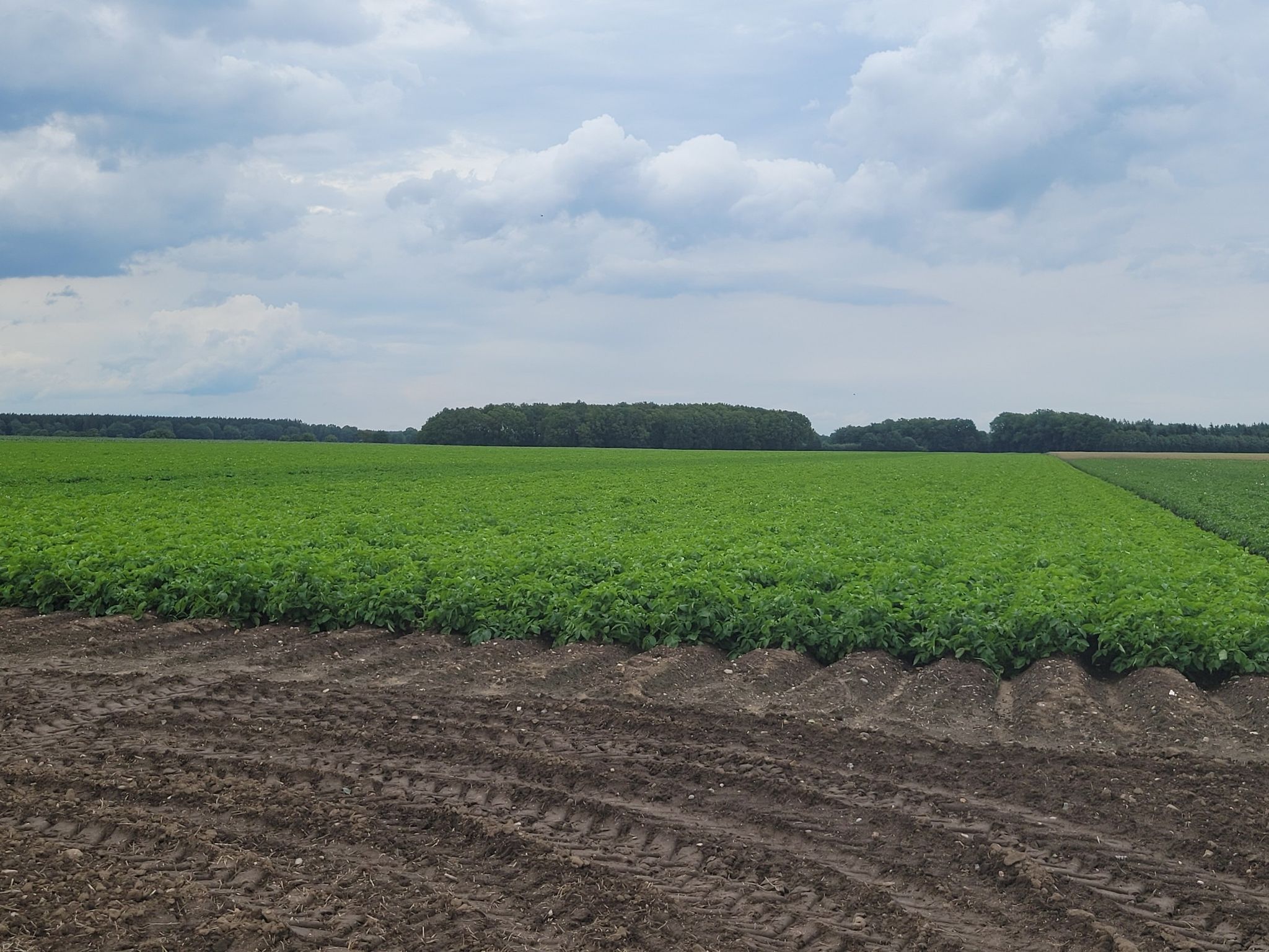 Kartoffeln ohne Ende
